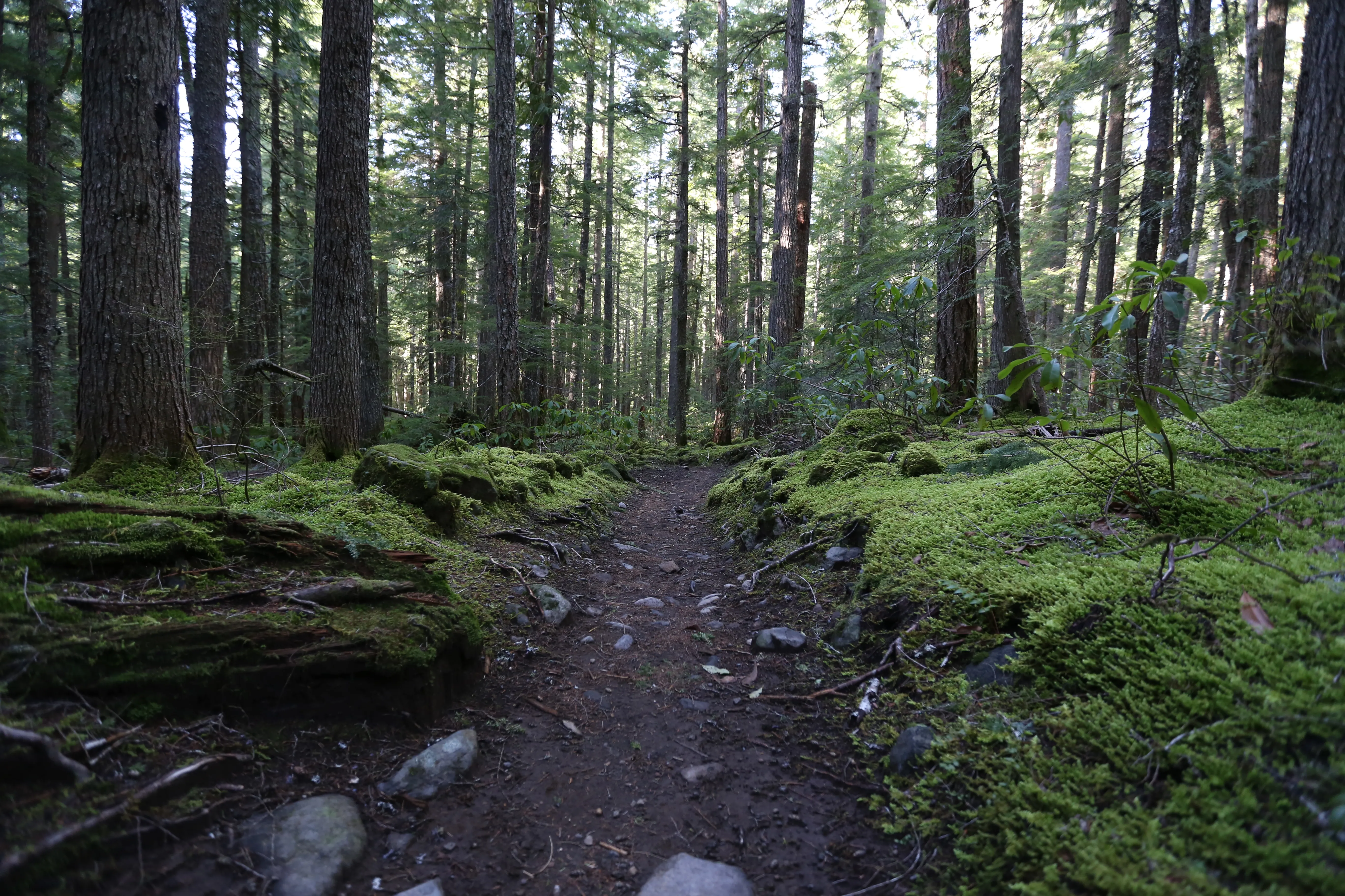 Hike up the South Slopes of Mount Jefferson