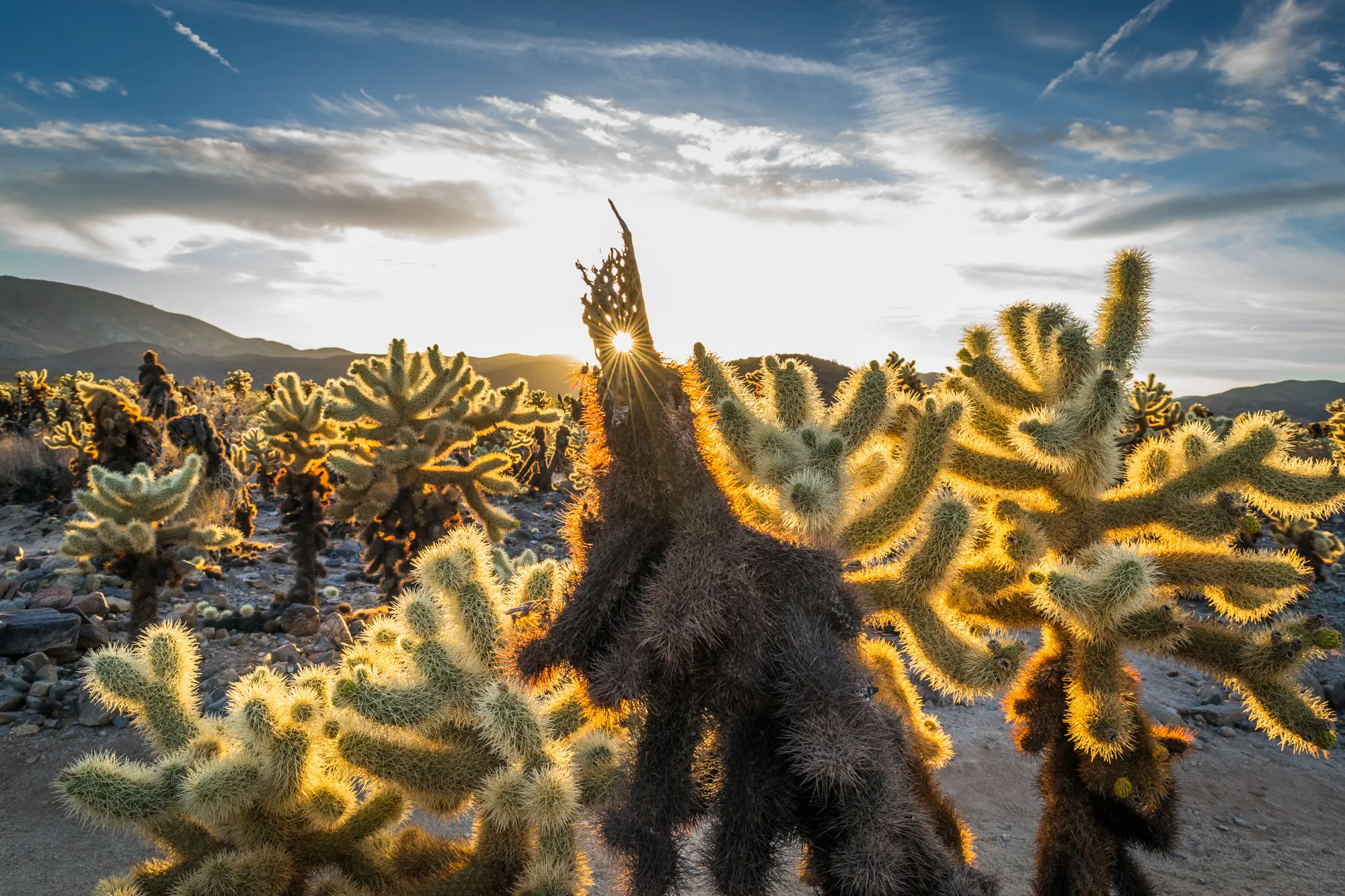 Cholla Cactus Gardens