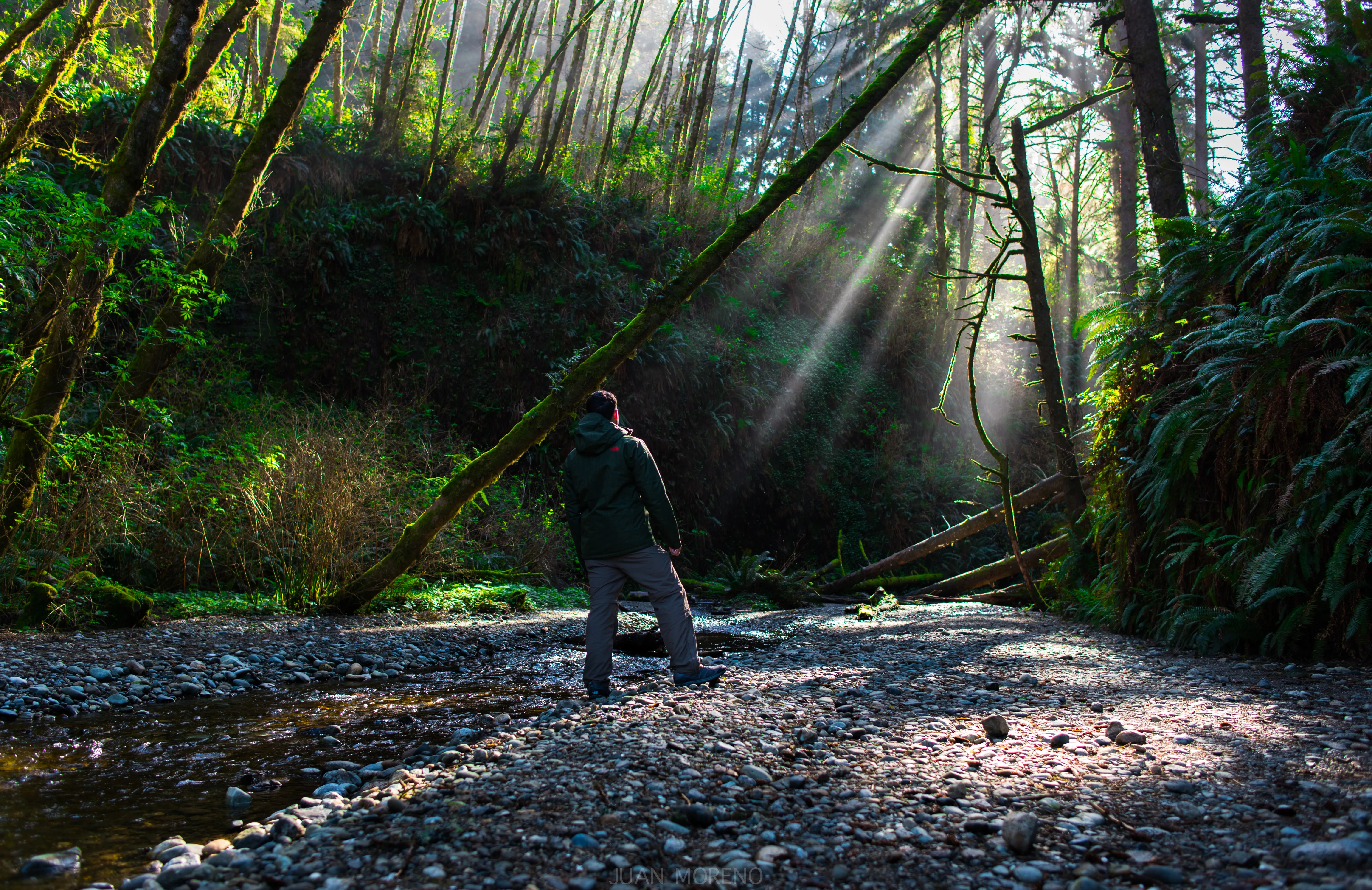Fern Canyon