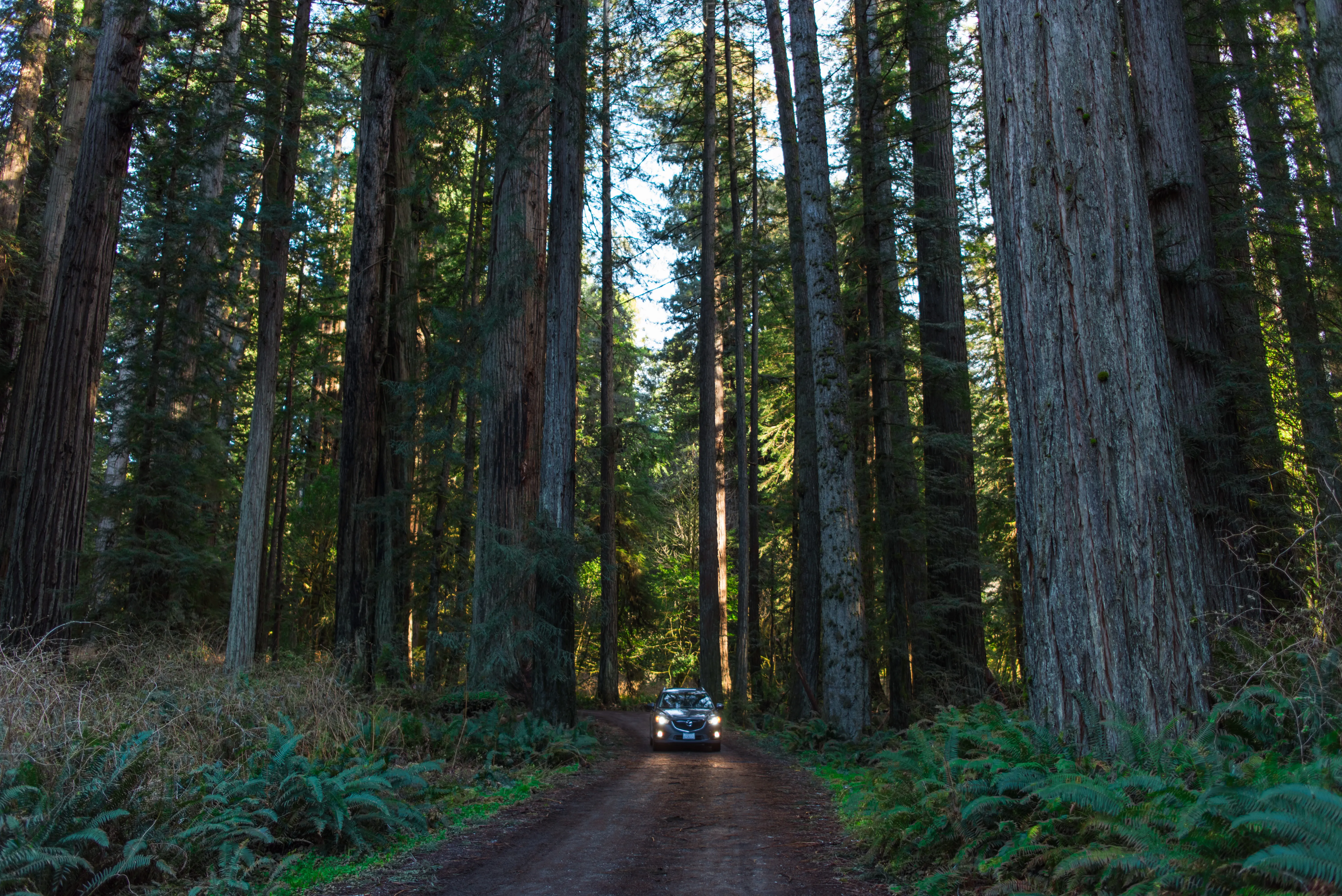 Explore the Prairie Creek Redwoods