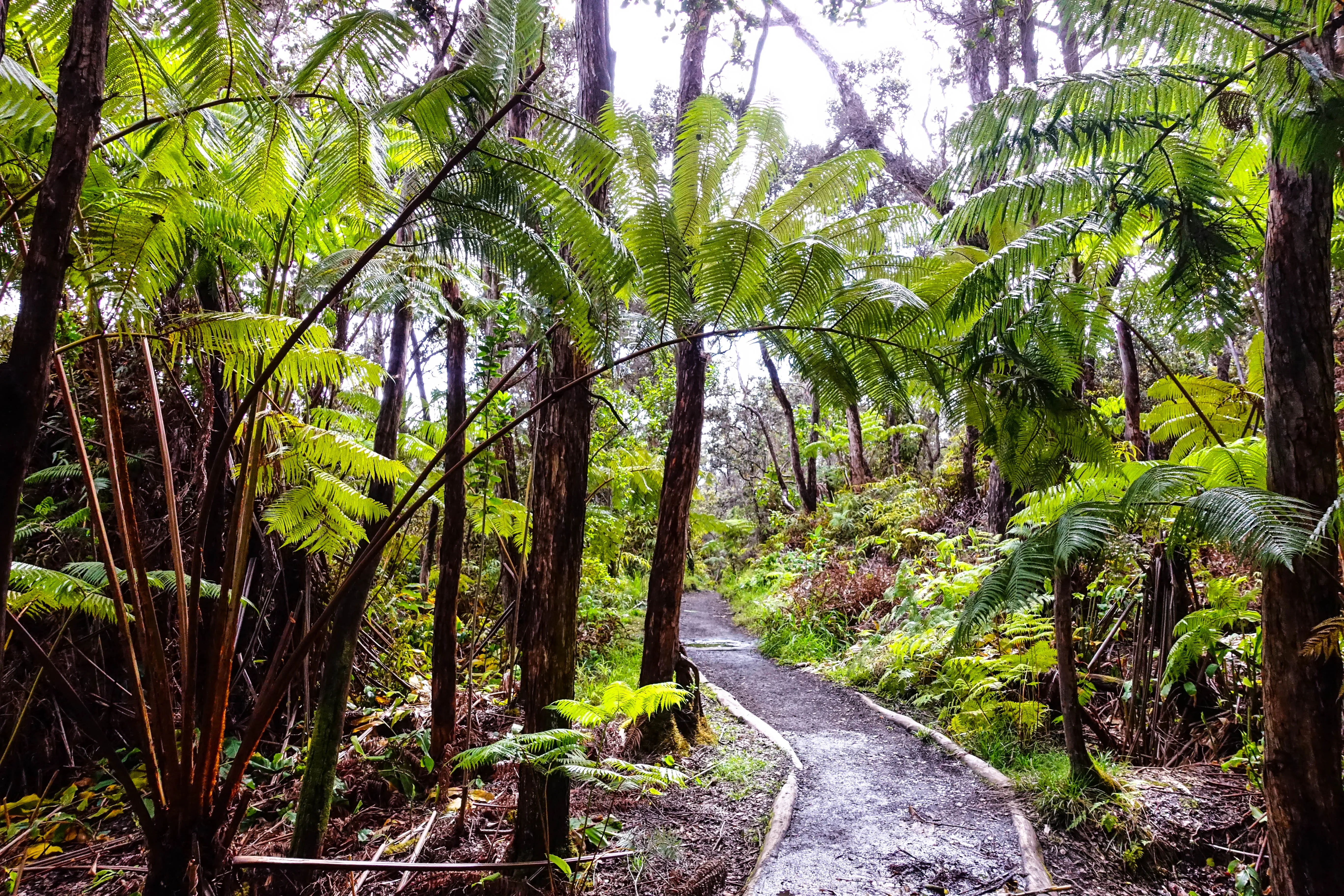 Kilauea Iki Trail 