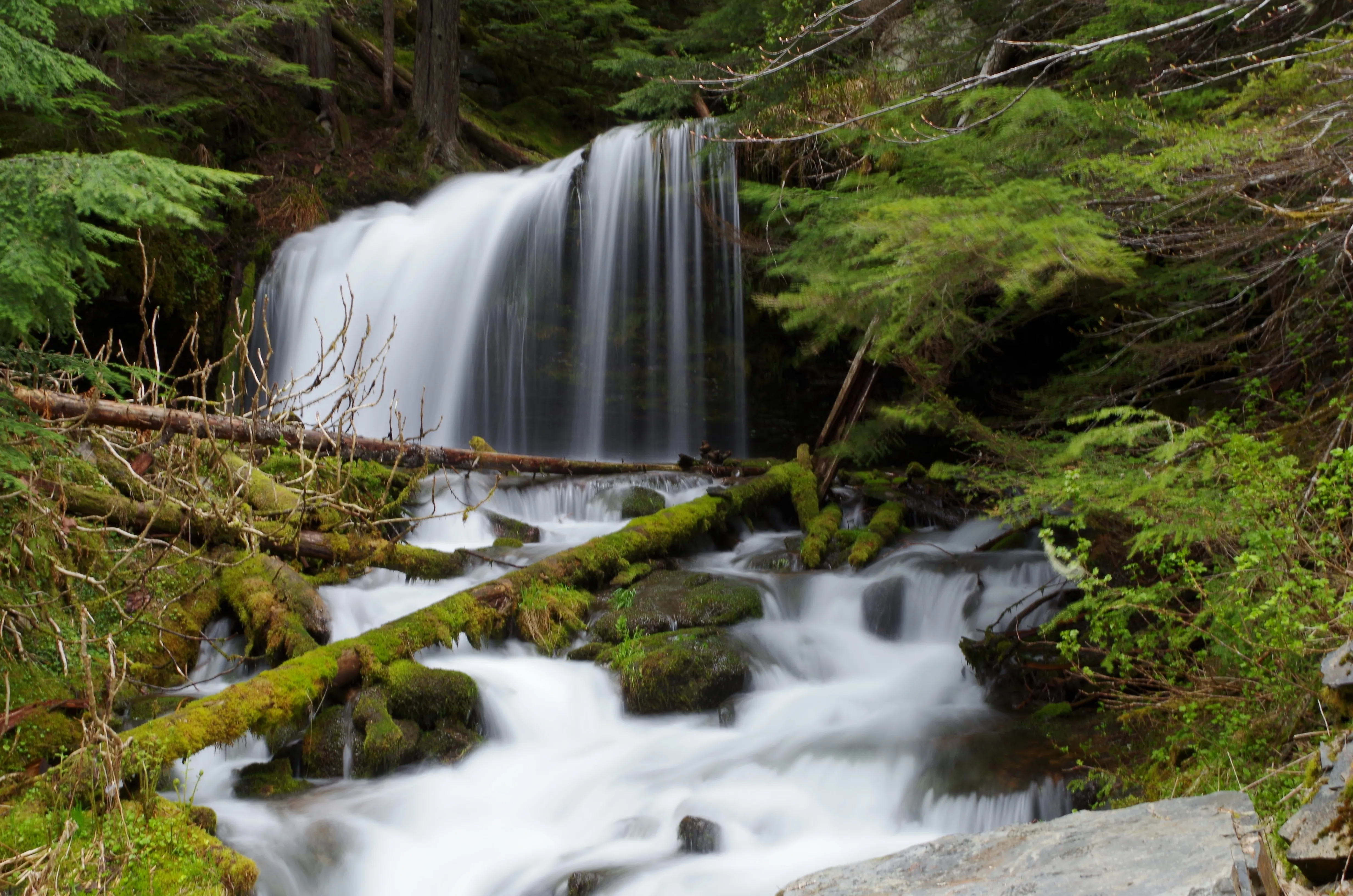 Shadow and Fern Falls