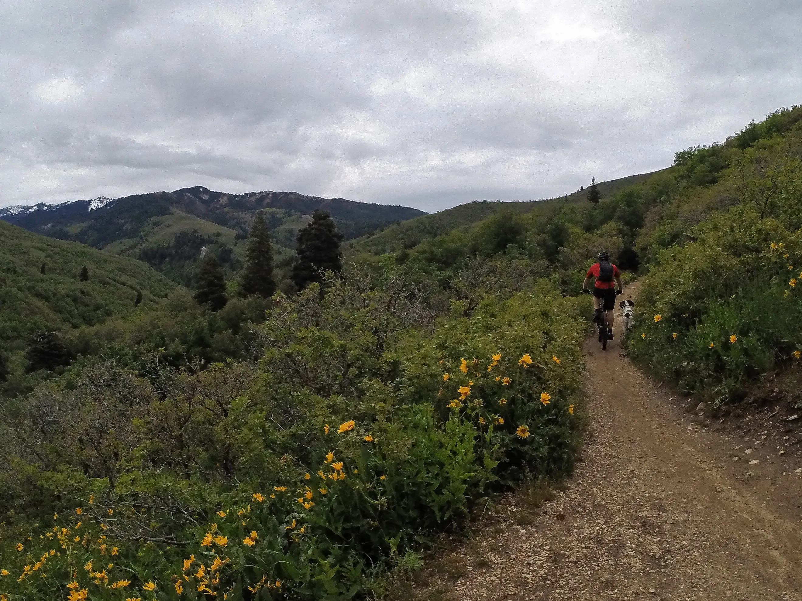 Mountain Bike to Elephant Rock
