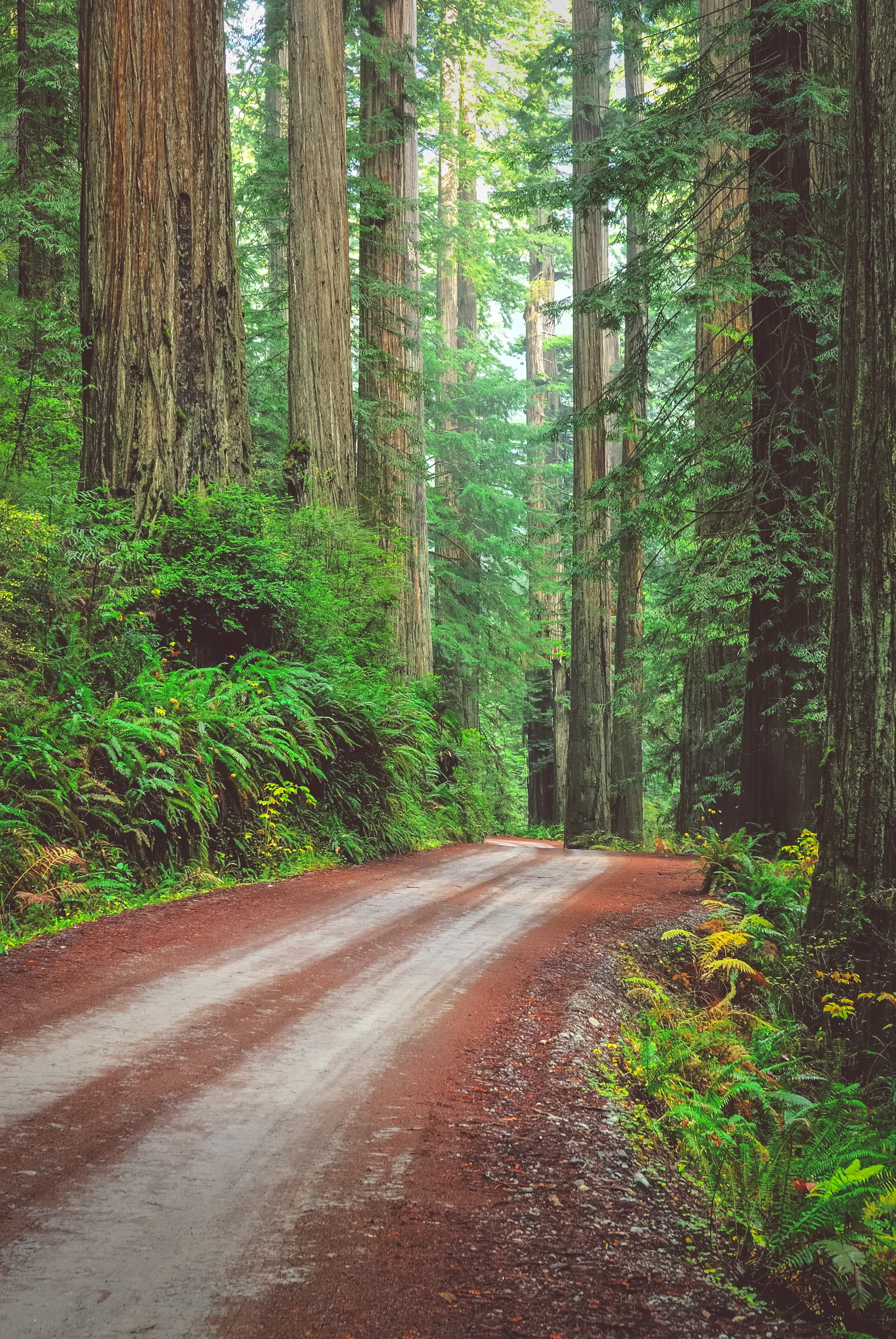 Stout Grove via the Howland Hill Road
