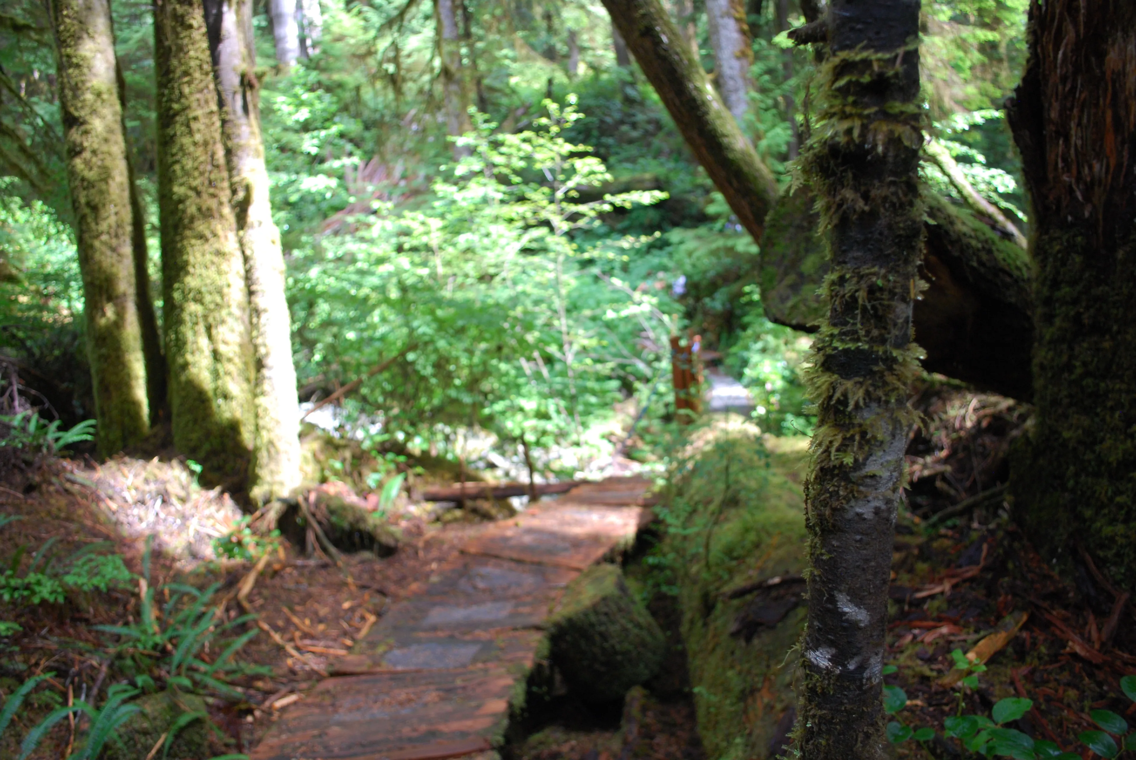 Hike Castle Grove of the Upper Walbran River Valley
