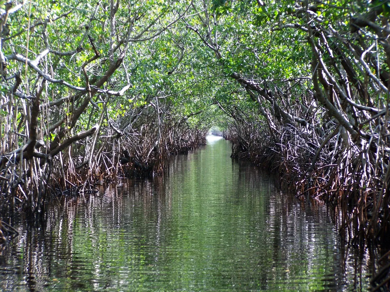 Kayak the South Lido Mangrove Tunnels