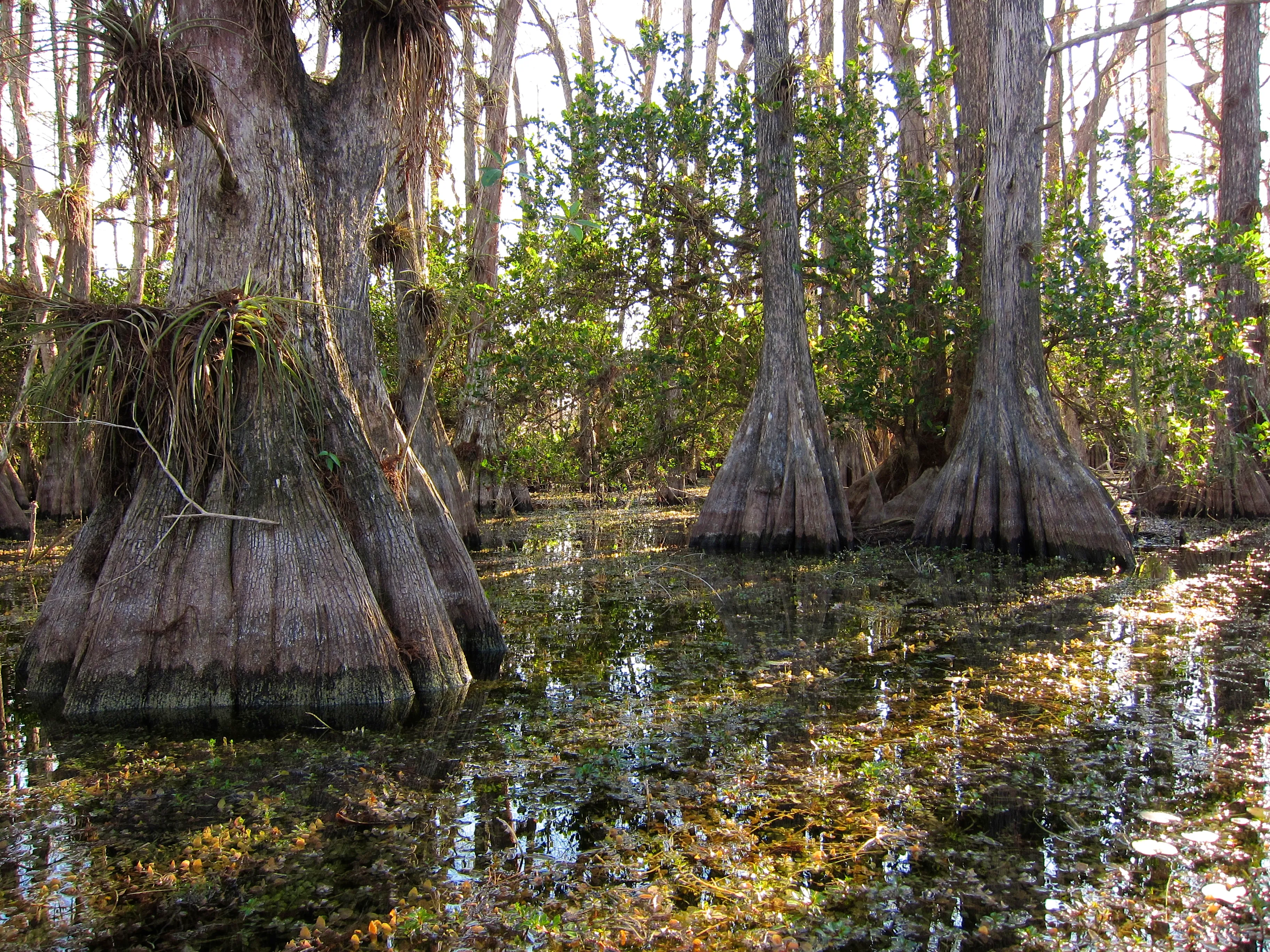 Hike the Gator Hook Trail
