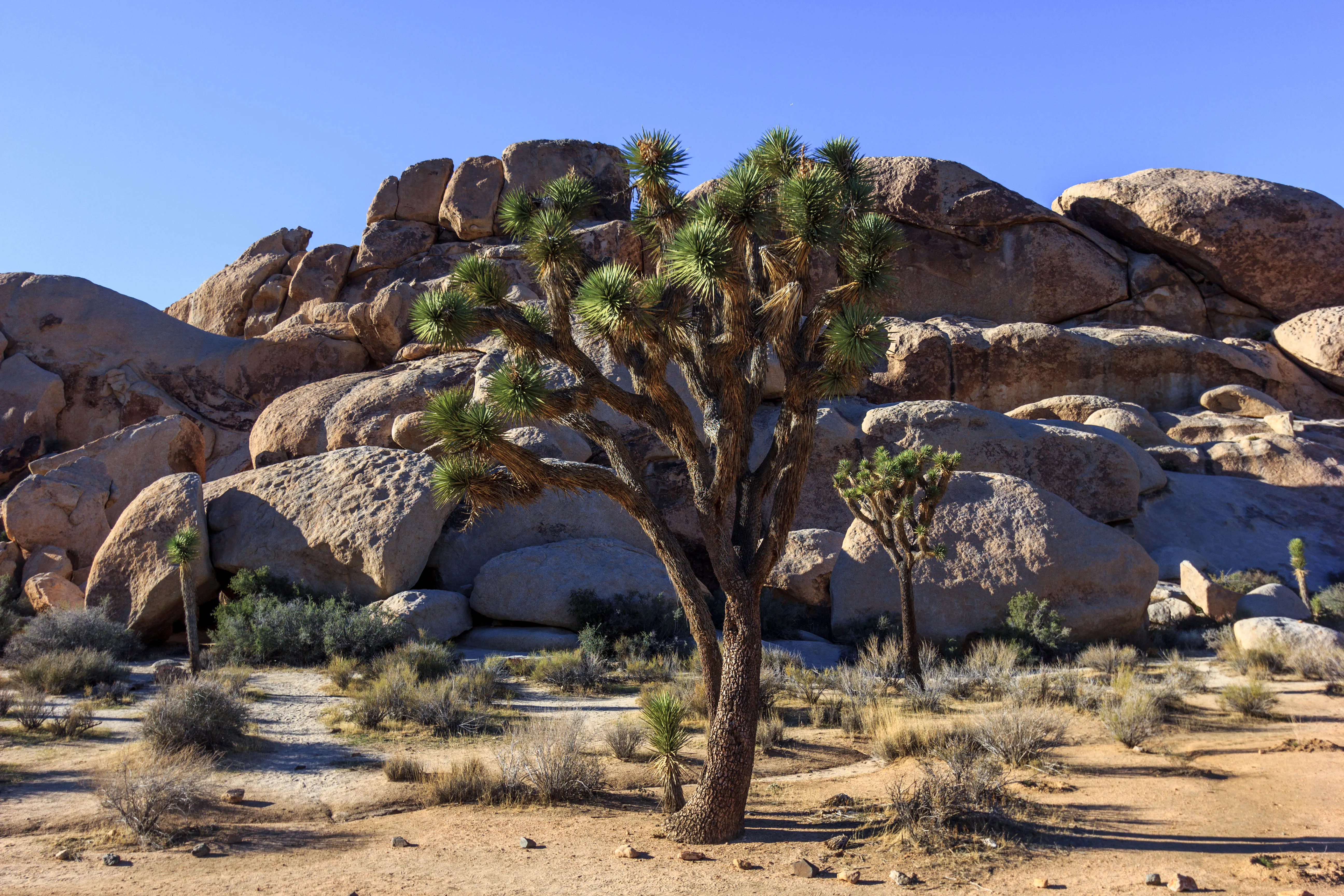 Camp at Cottonwood Campground in Joshua Tree NP