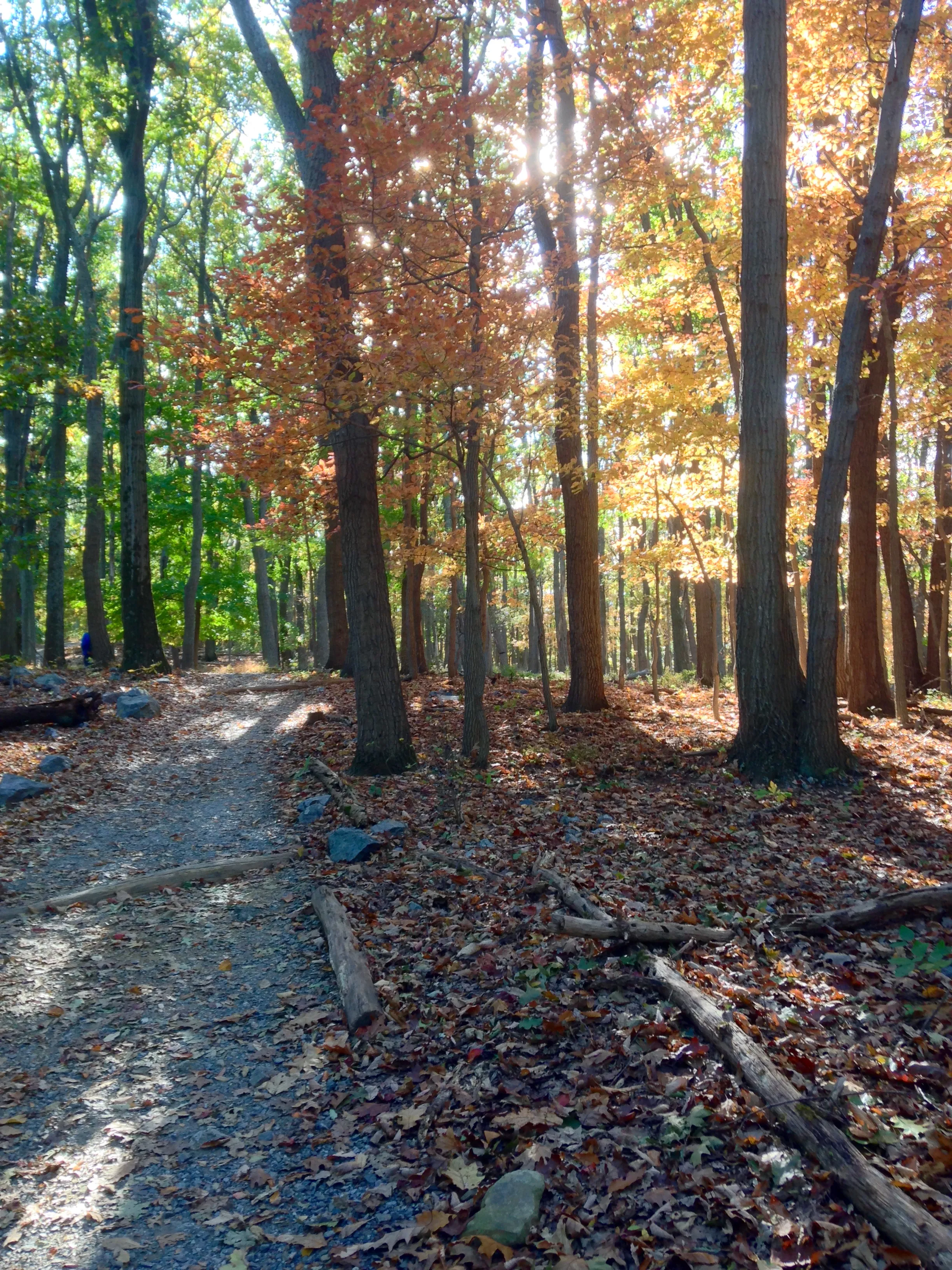Hike Chimney Rock at Catoctin Mountain Park