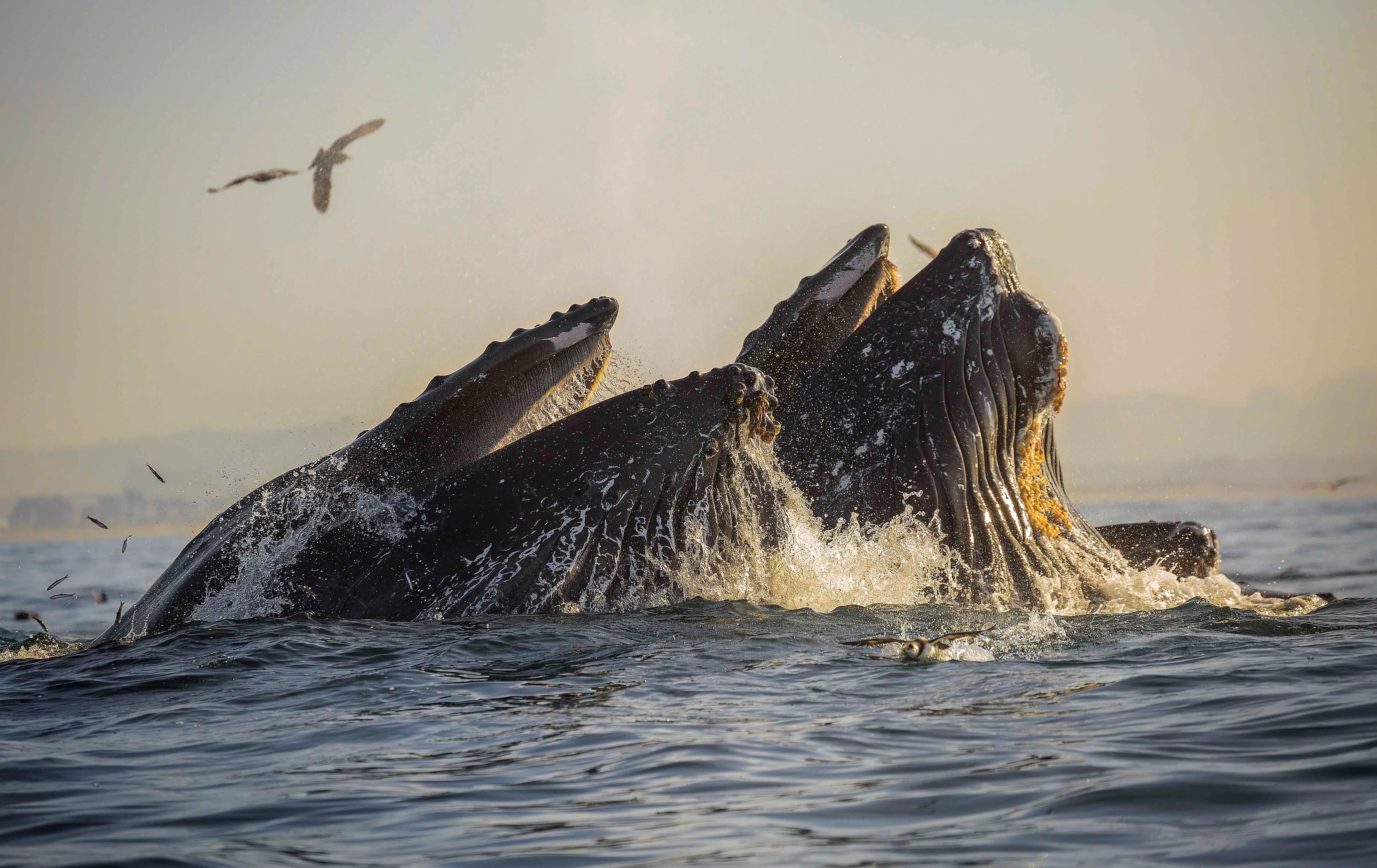 Kayak with Humpback Whales in Monterey Bay