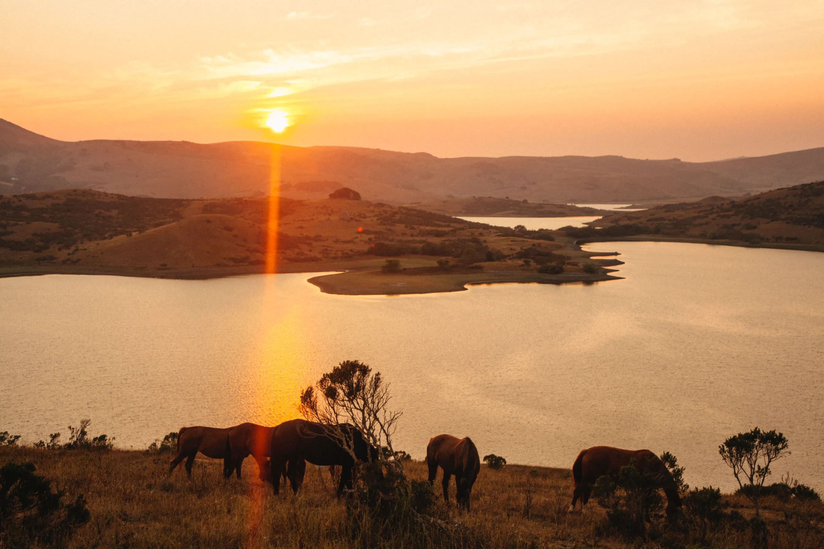 Nicasio Reservoir 