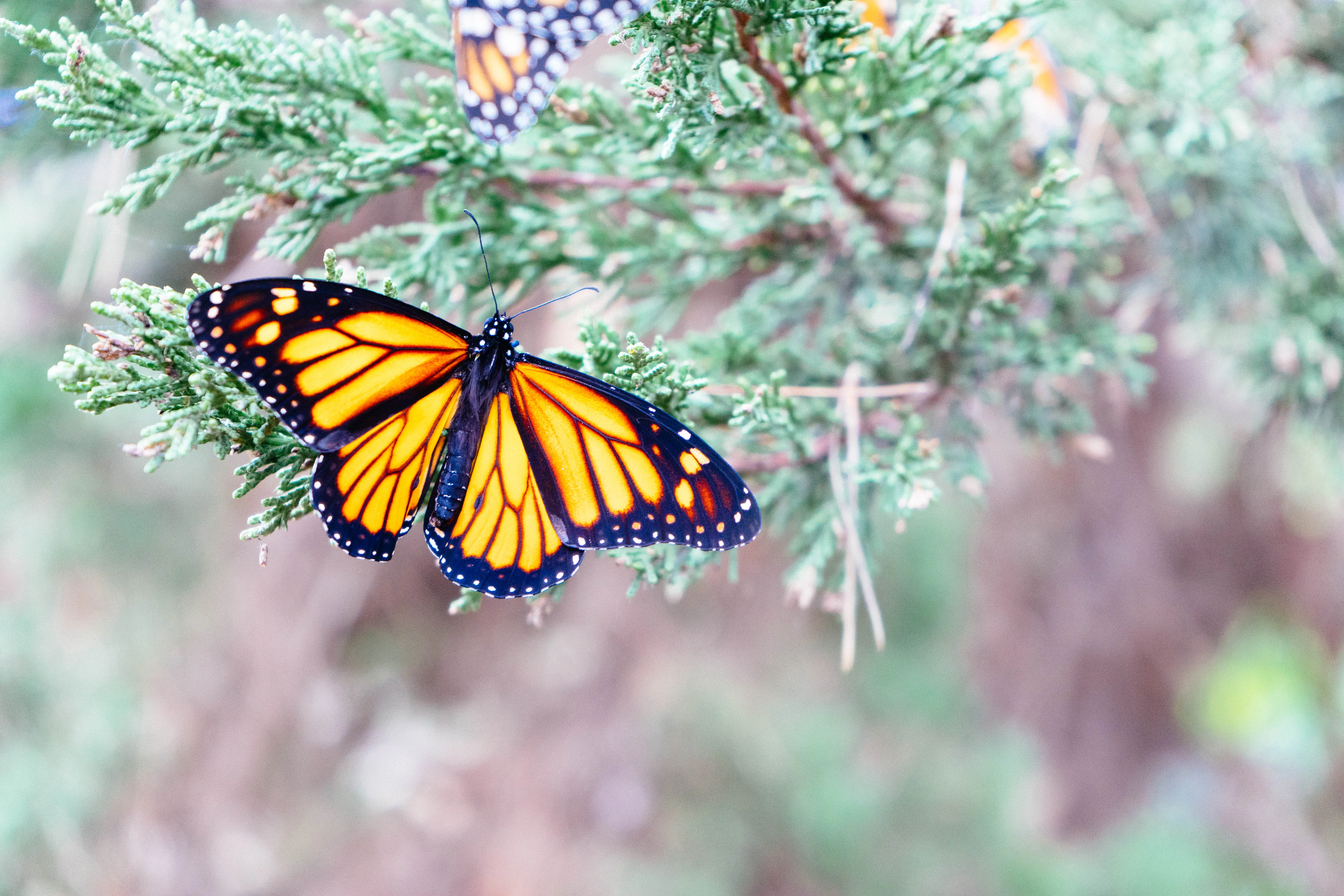 Monarch Grove Butterfly Sanctuary