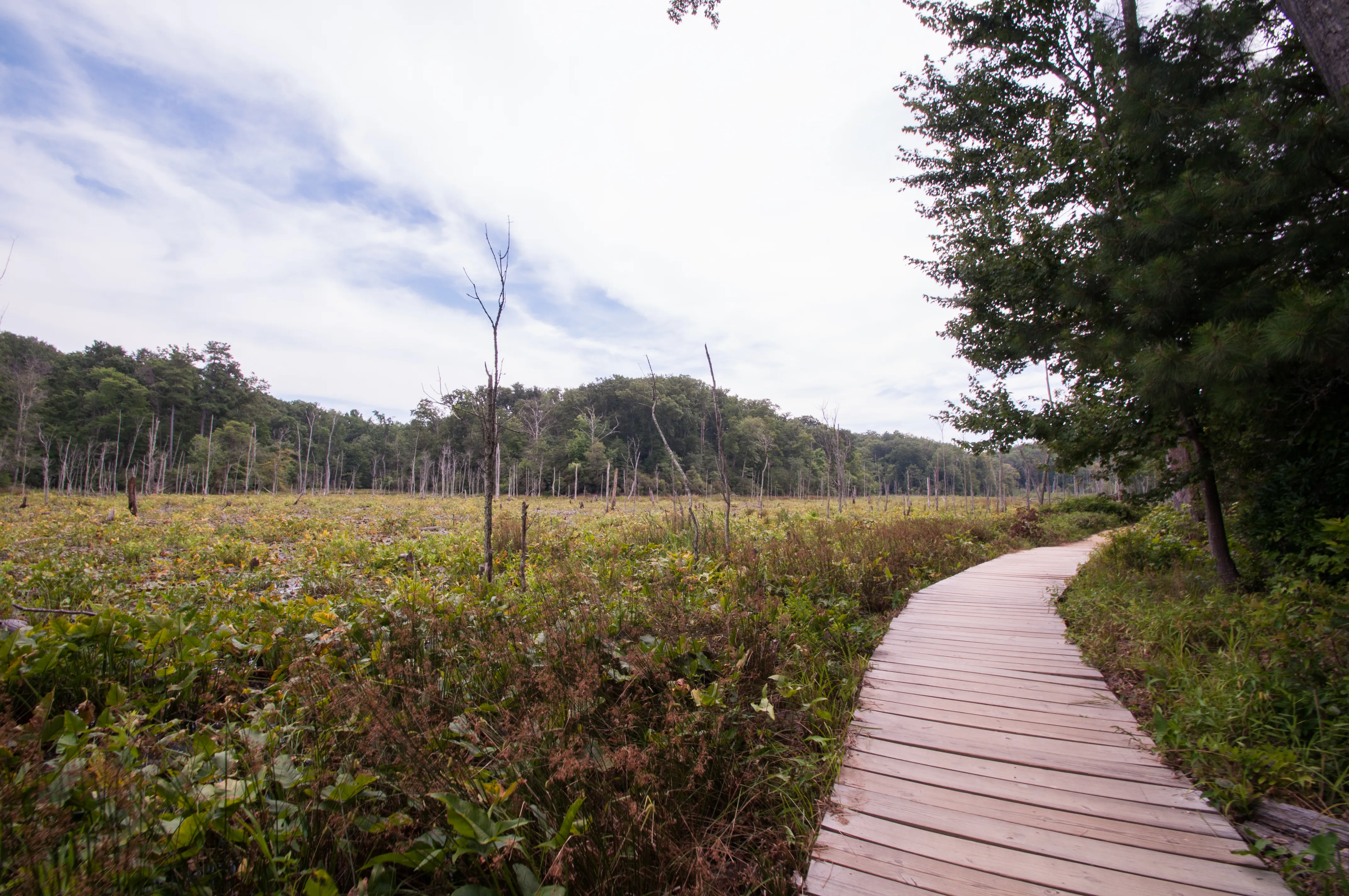 Hike the Red Trail, Calvert Cliffs SP