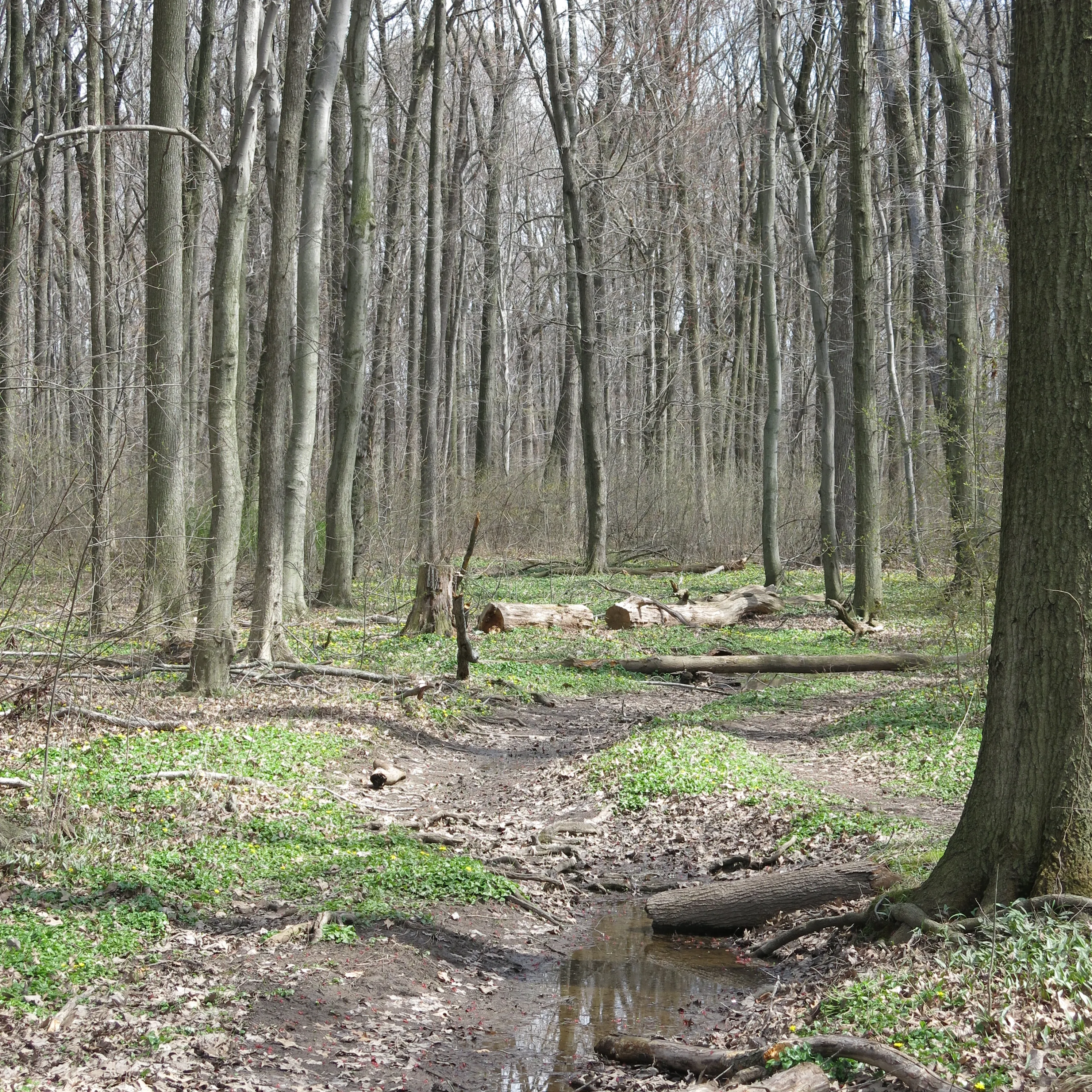 Hike the Staten Island Greenbelt