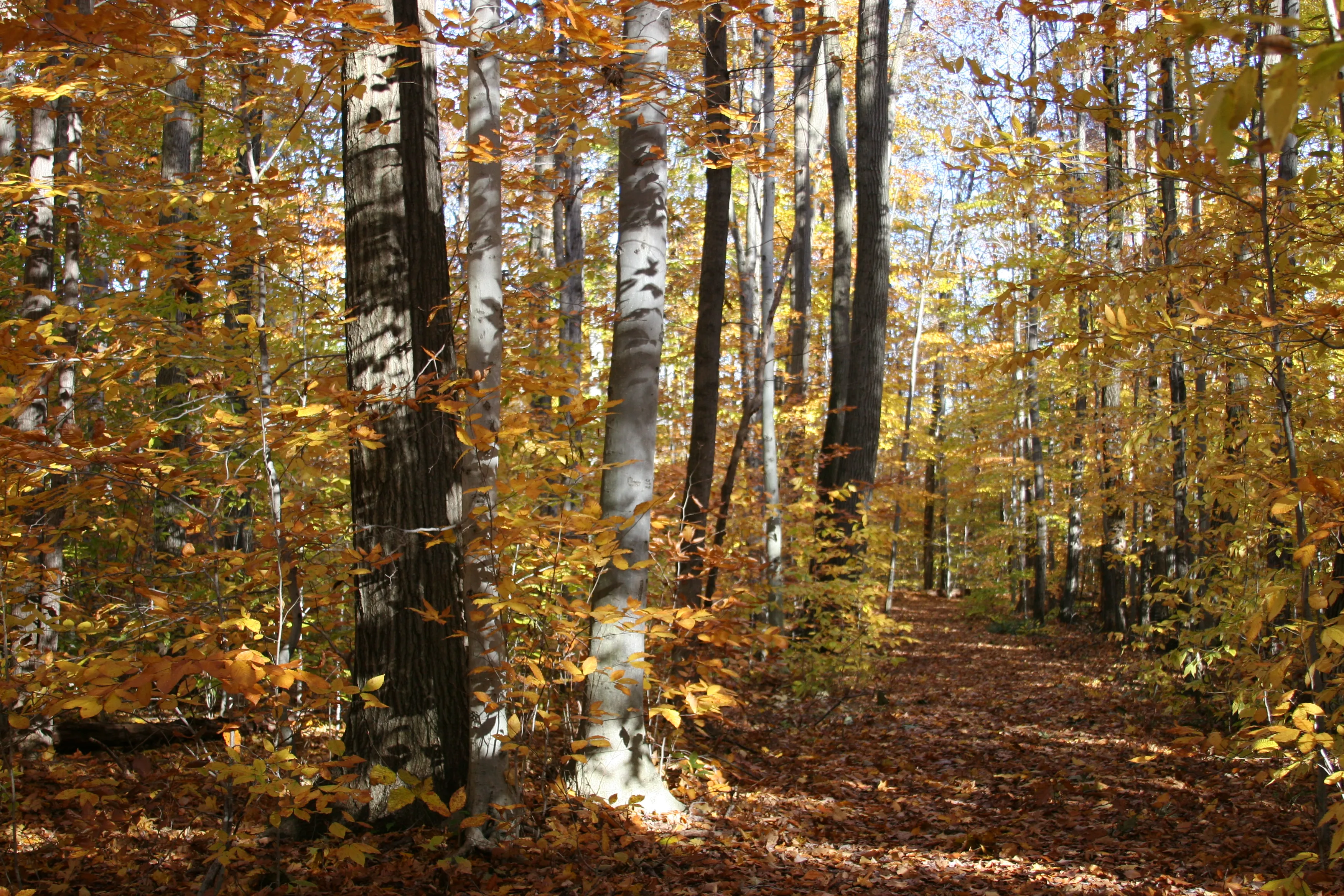 Run the Sapsucker Woods Trails