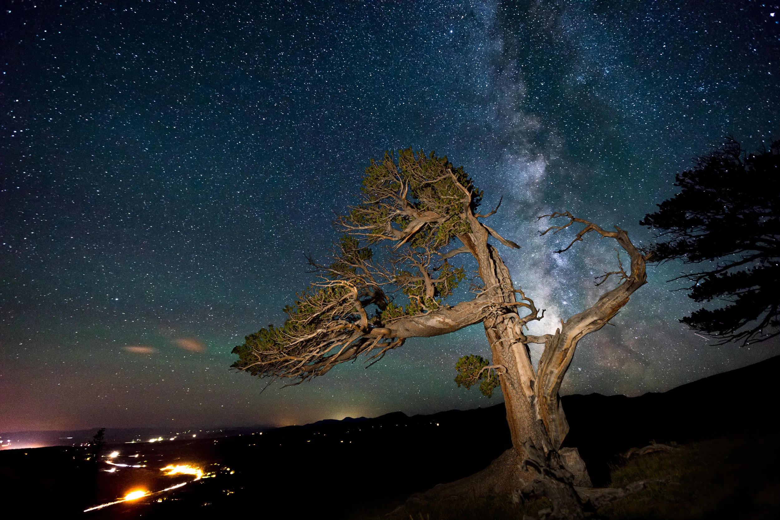 Discover Ancient Trees on Windy Ridge