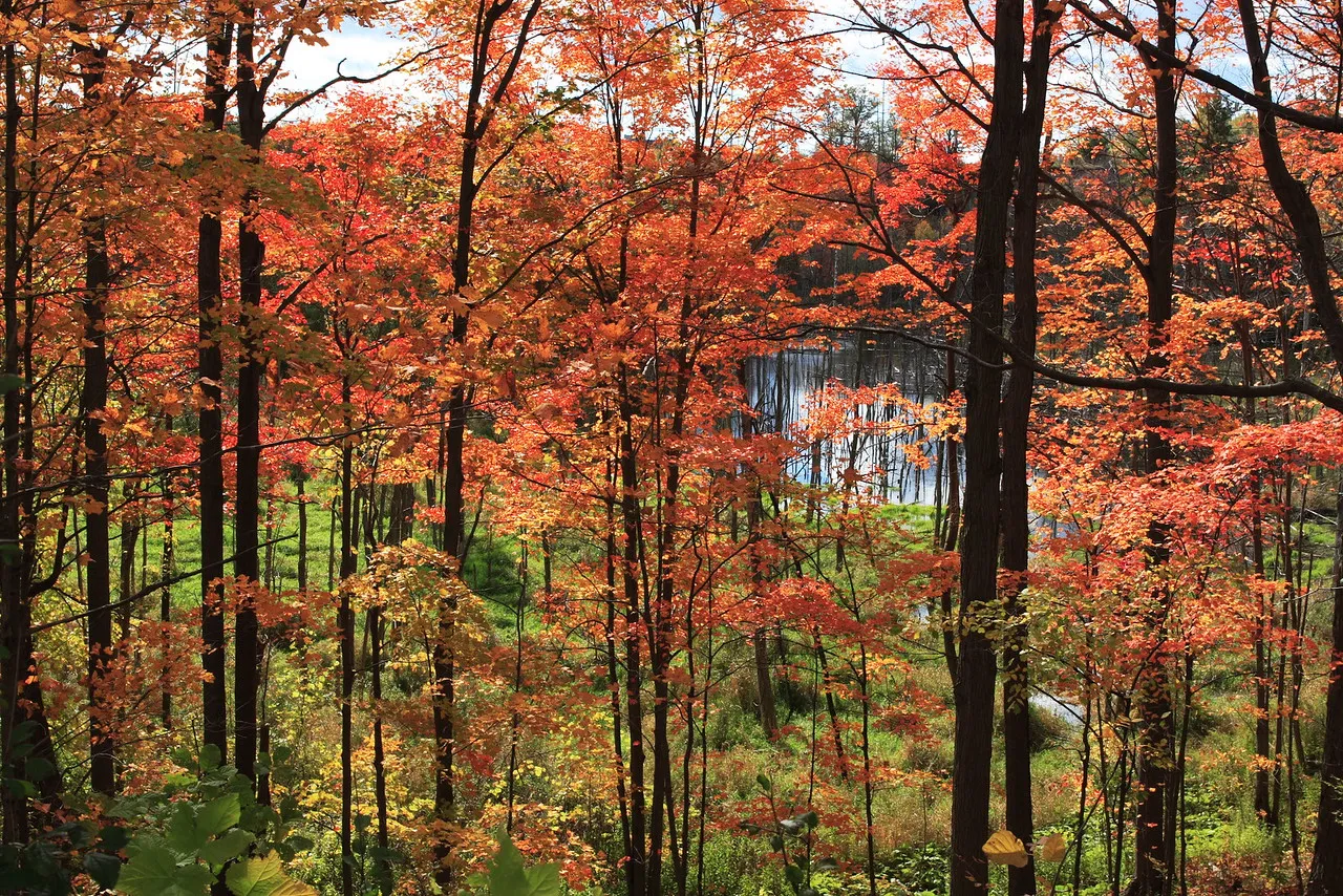 Hike the Orchard Trail in Rouge Park