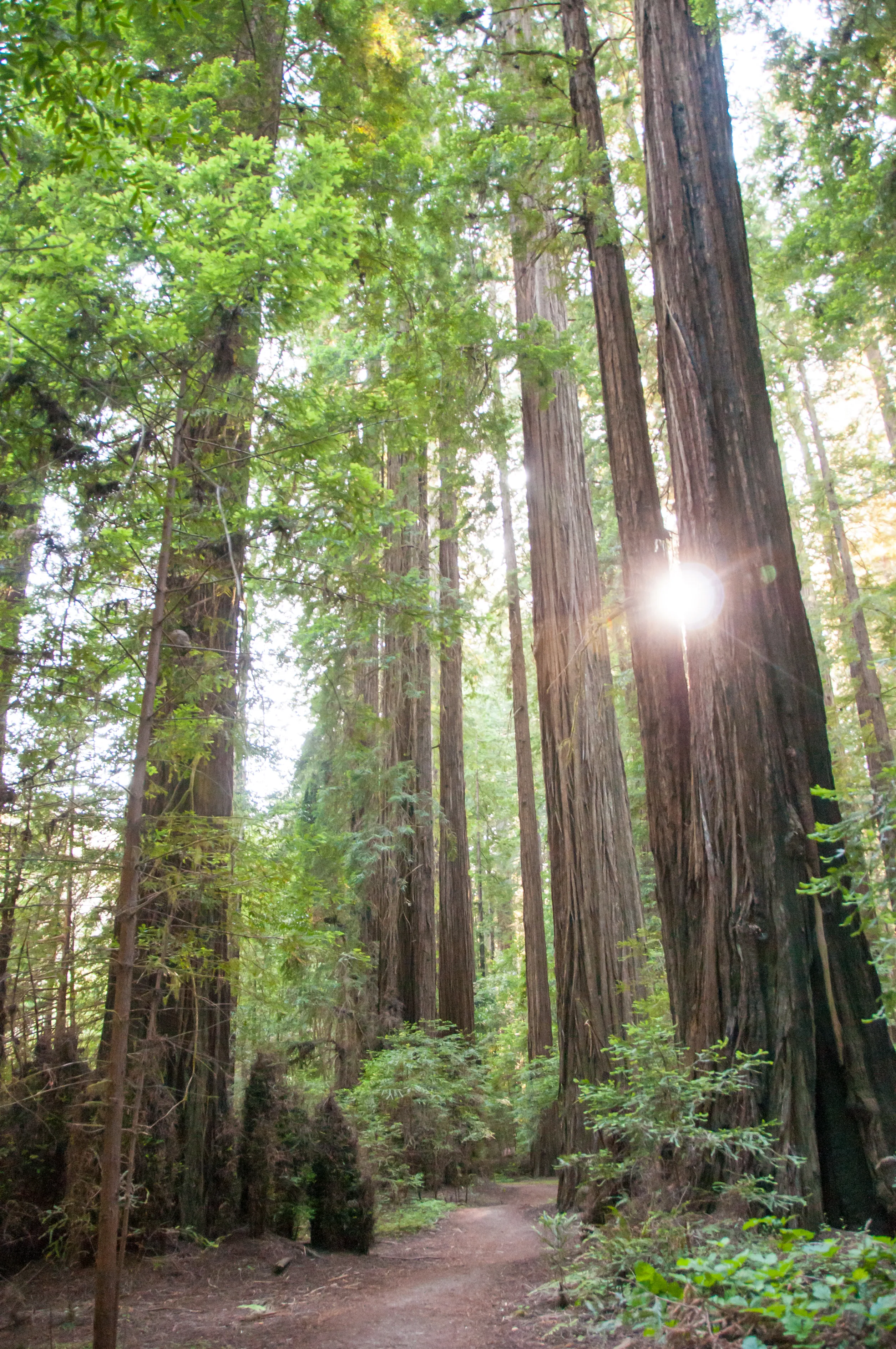 Rockefeller Forest Loop