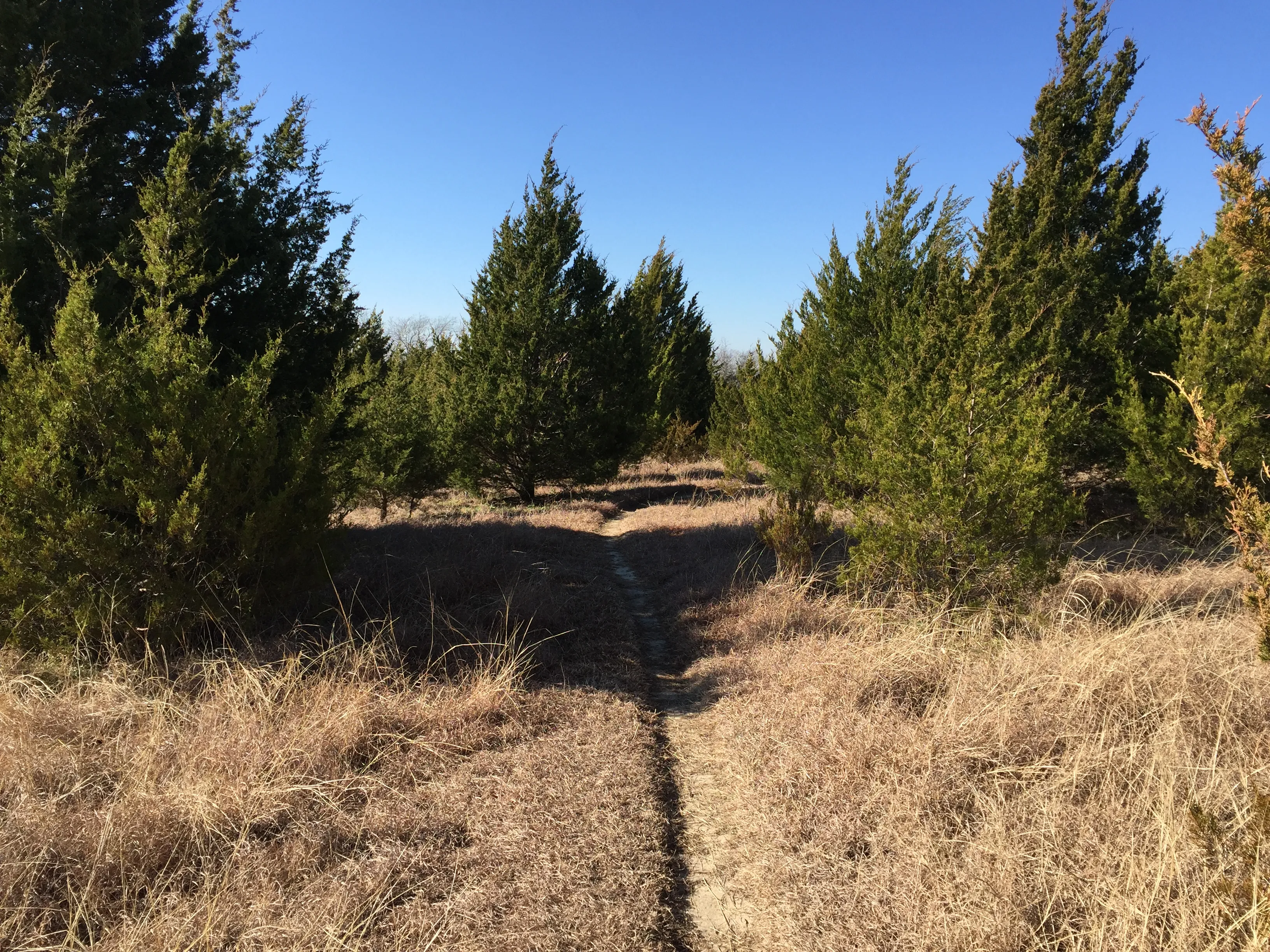 Sister Groves Trail