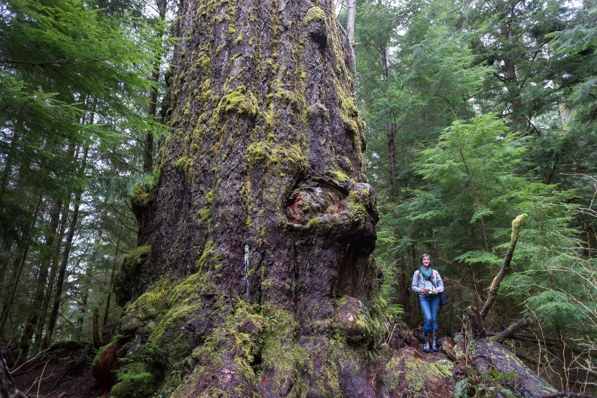 Hike to the Red Creek Fir