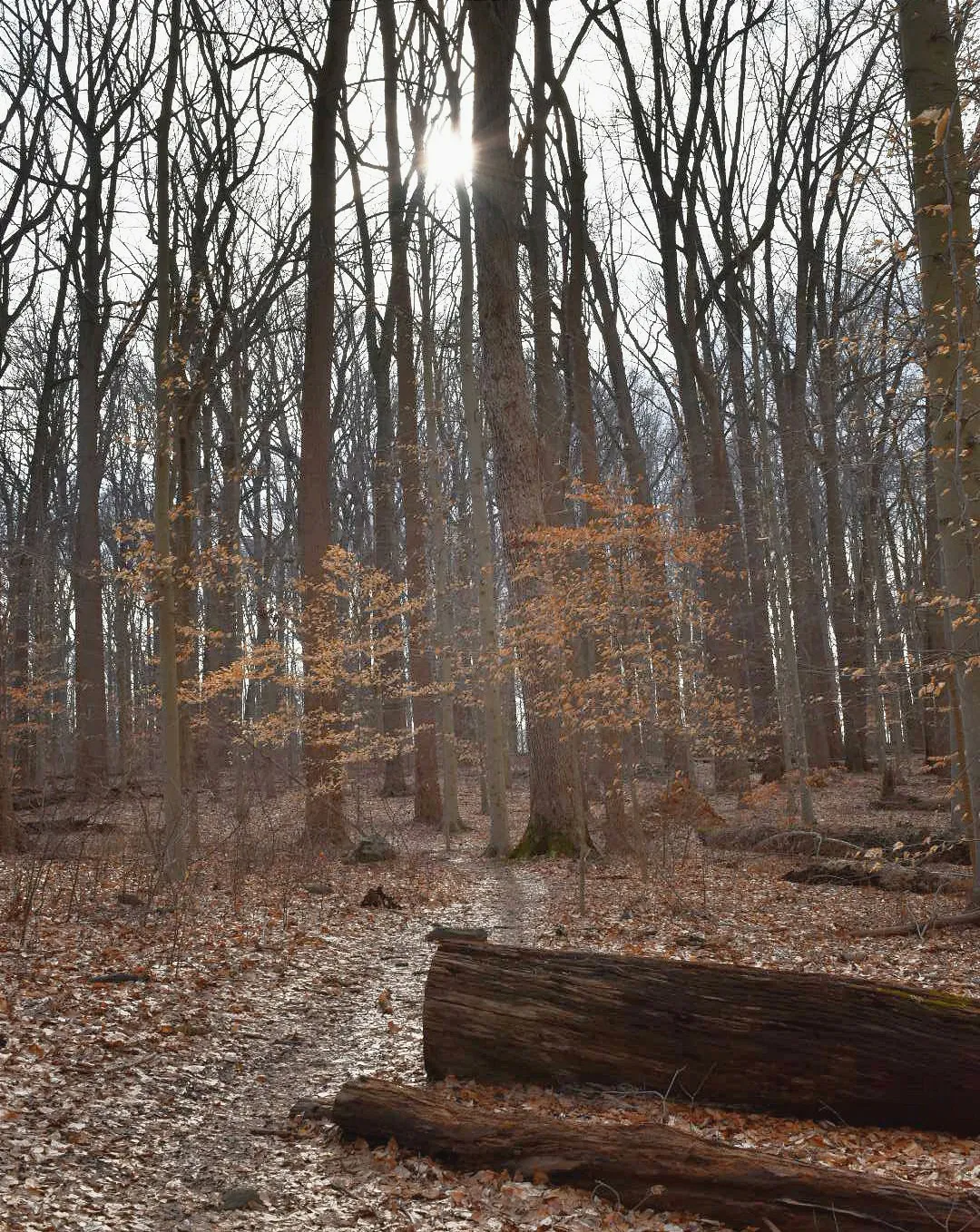 Hike the Indian Springs Trail