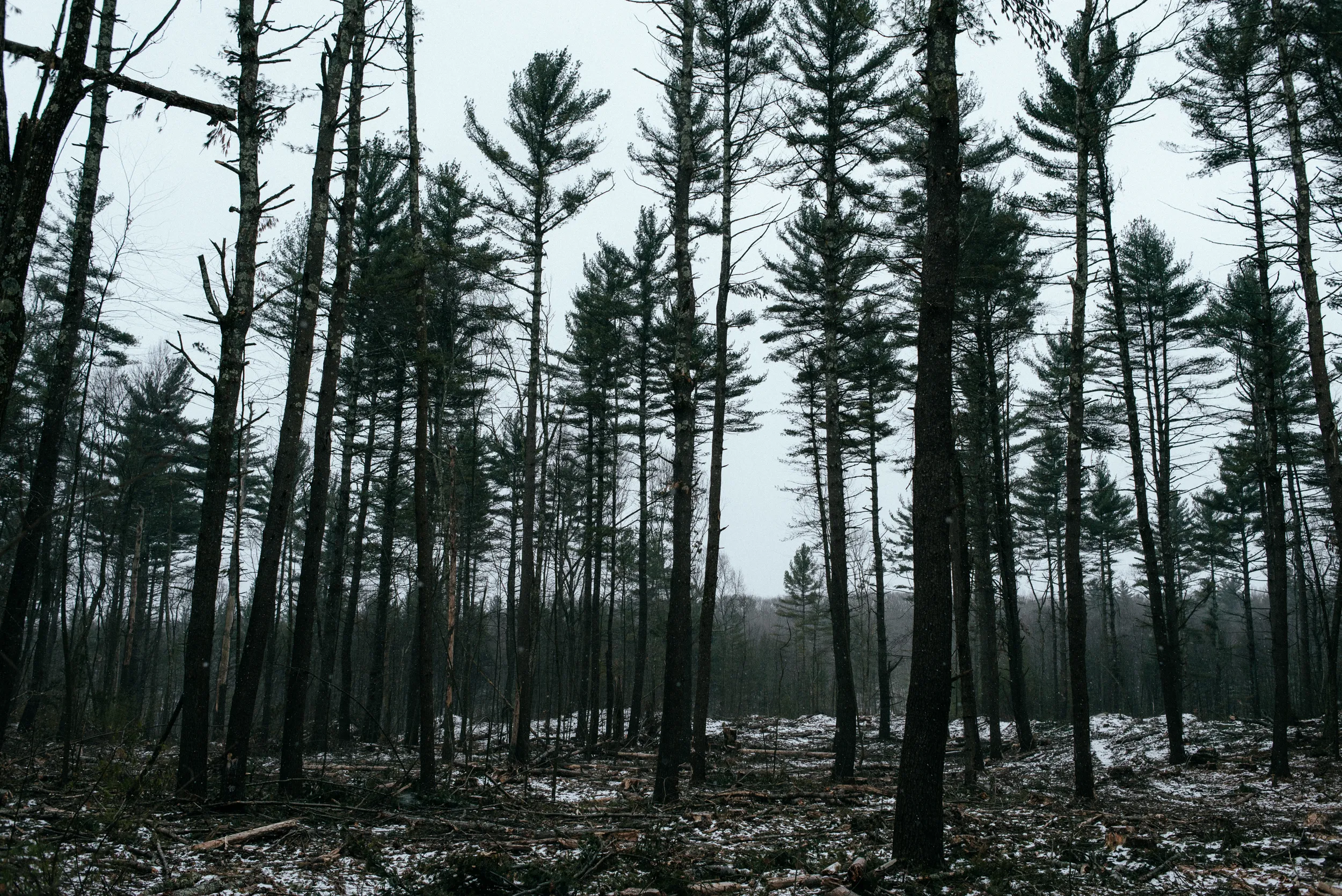 Hike the Coffeehouse Loop, Douglas State Forest 