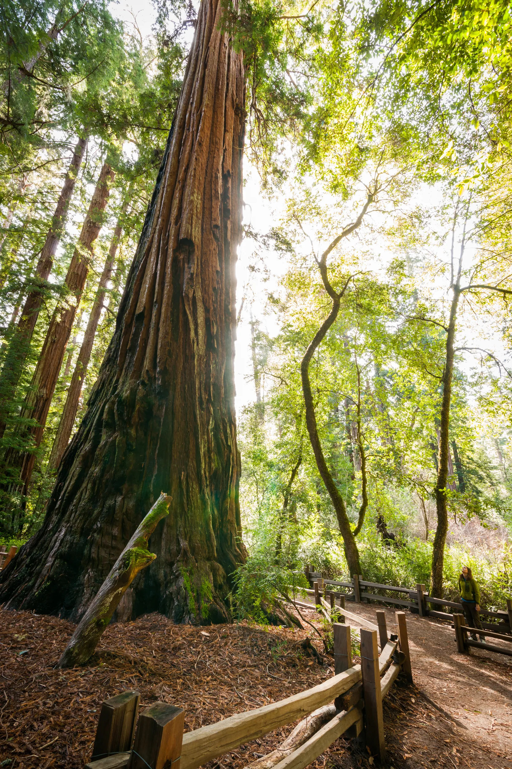 Camp at Big Basin Redwoods State Park