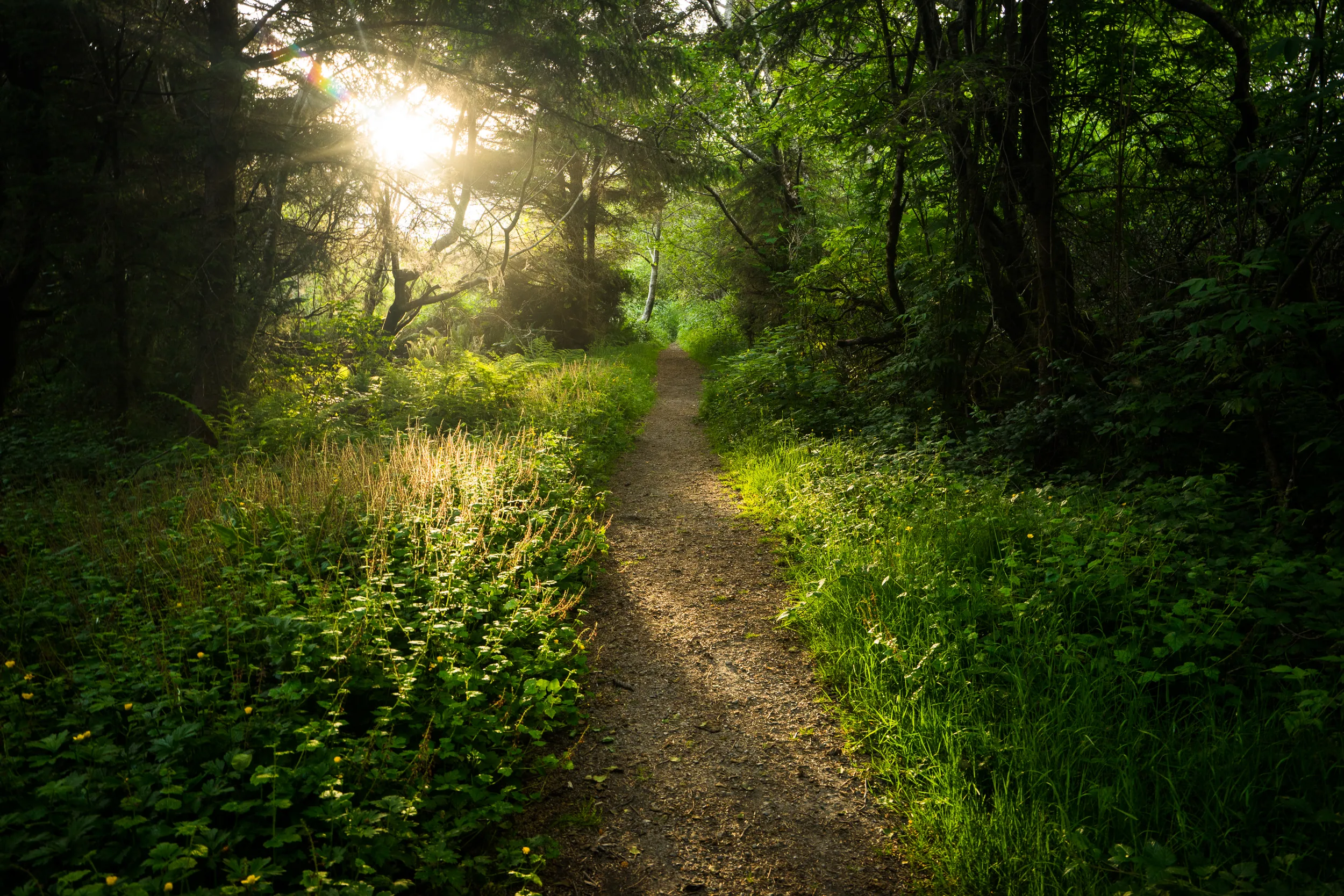 Yurok Loop Trail