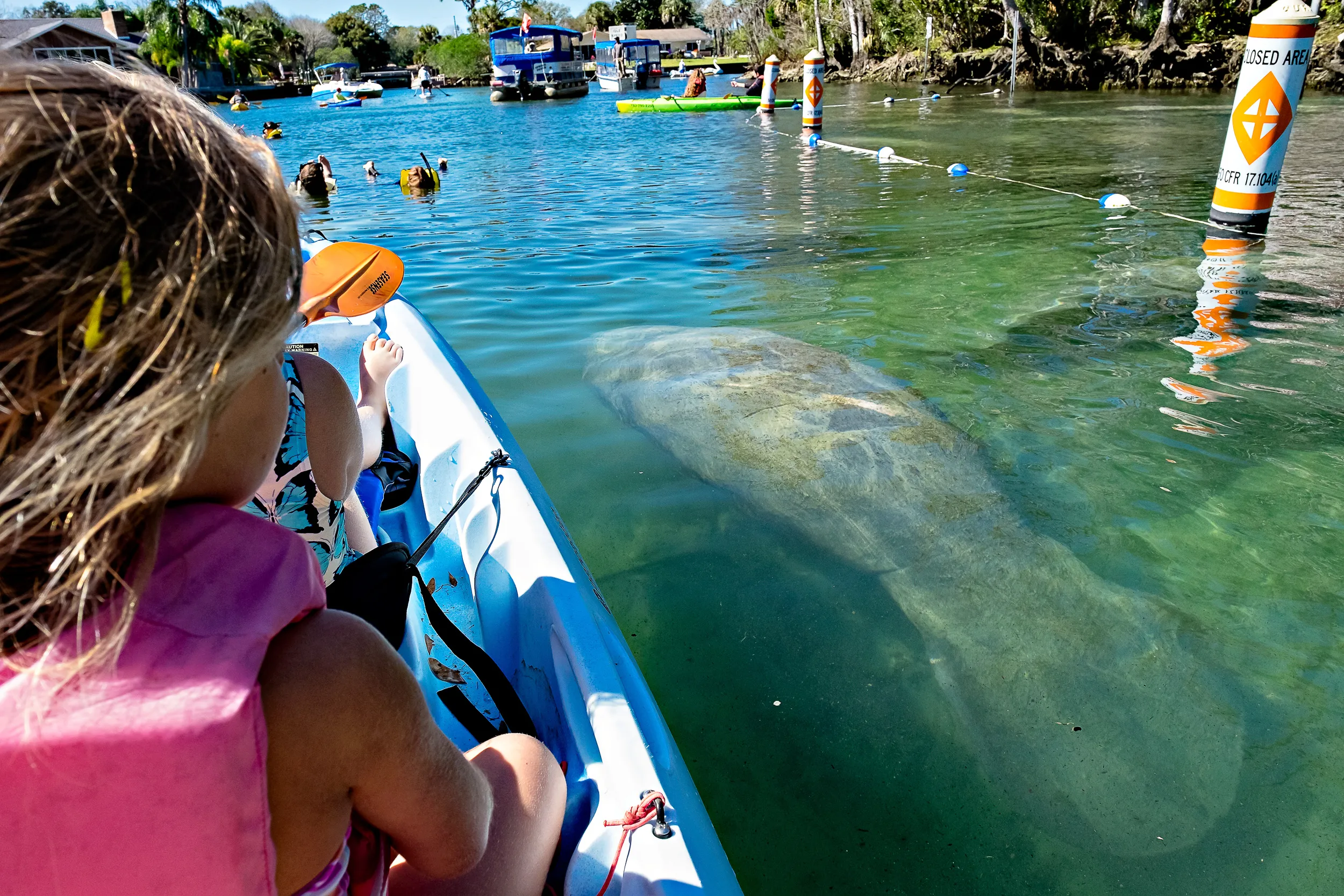 Kayak & Swim with Manatees at Three Sisters Spring