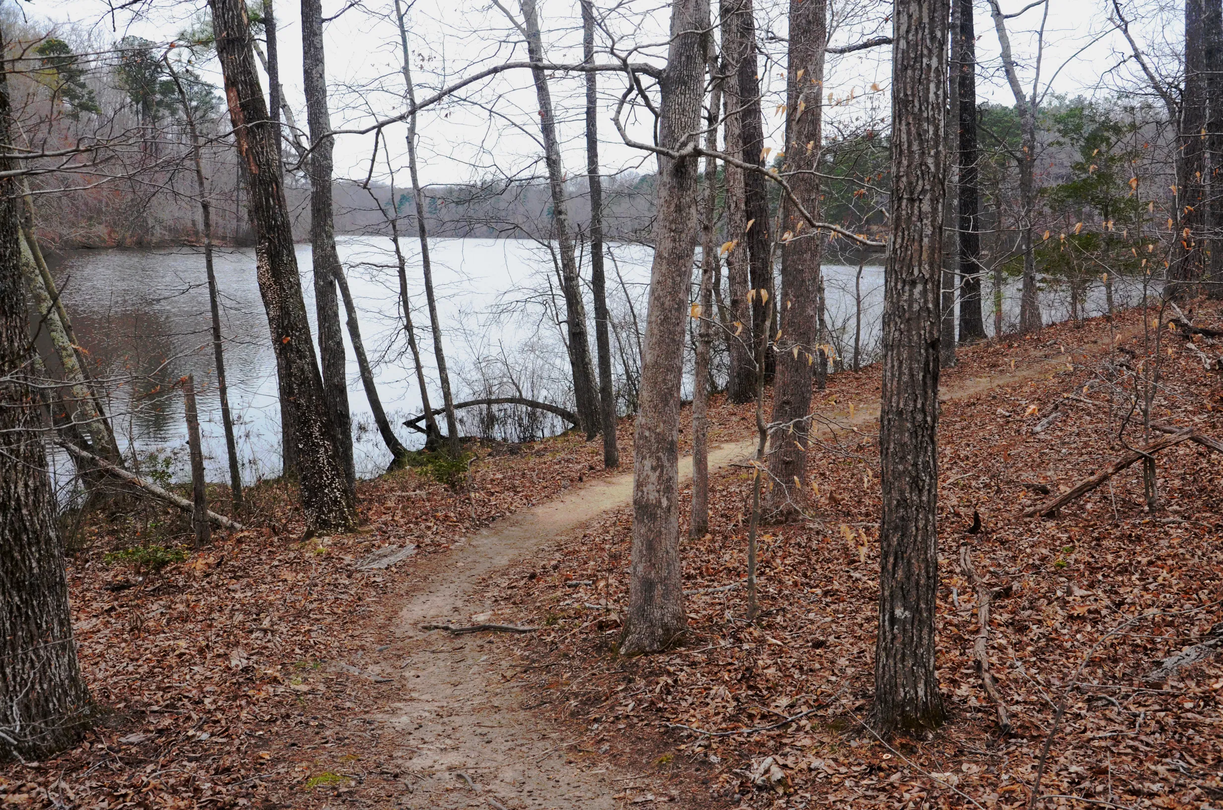 Mountain Bike the Lakeview Trails in Pocahontas State Park
