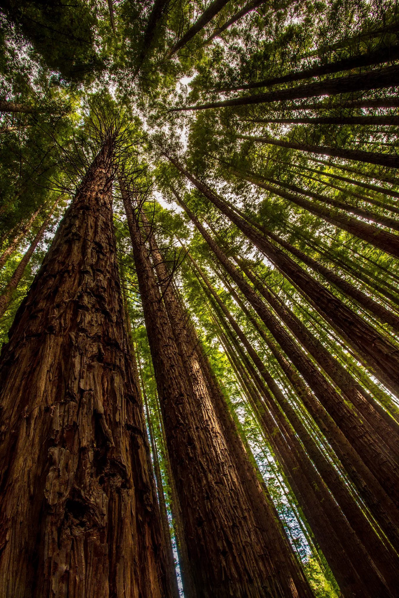 Explore Warburton's Sequoia Forest