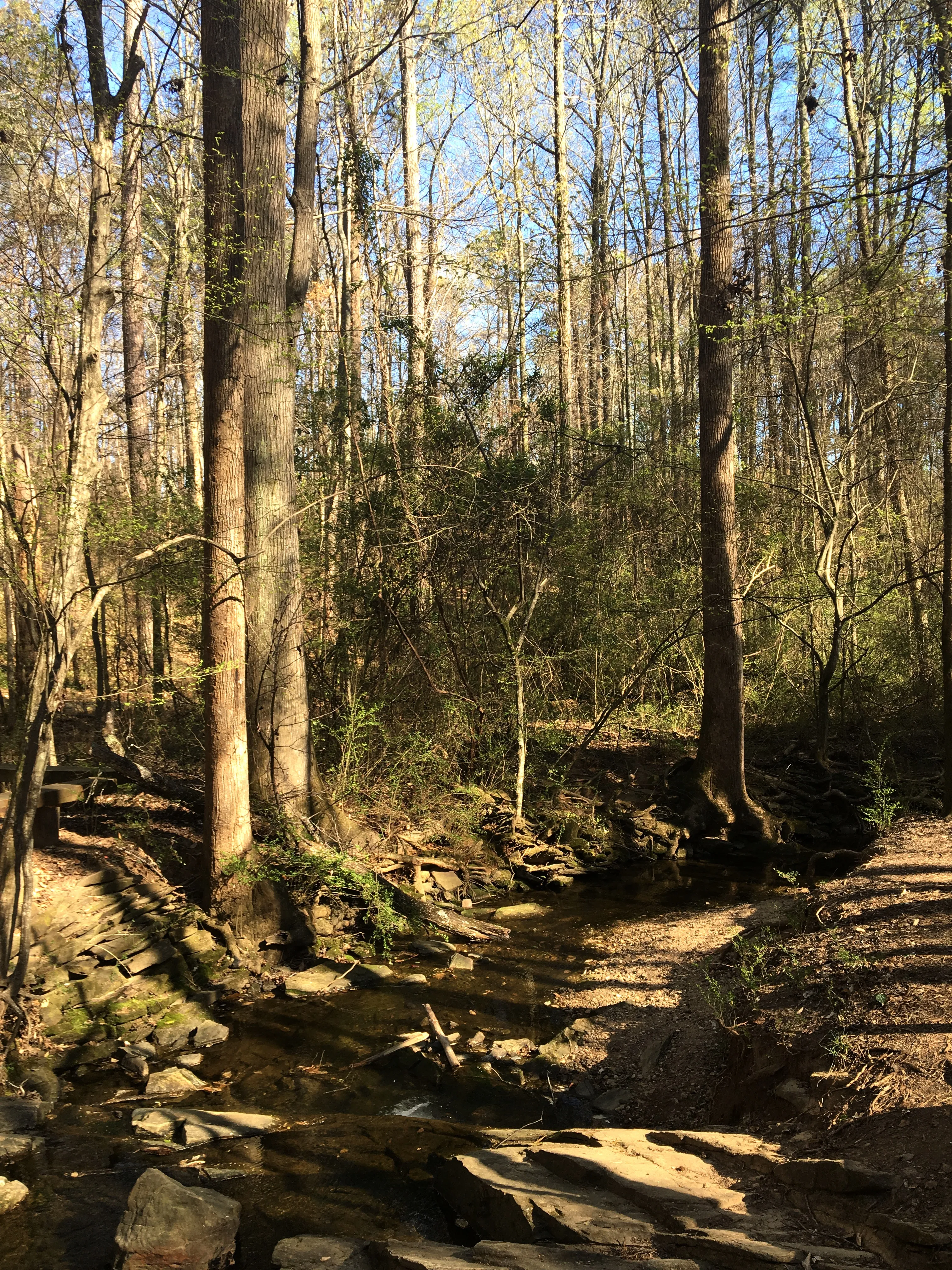 Hike through Big Trees Forest Preserve 