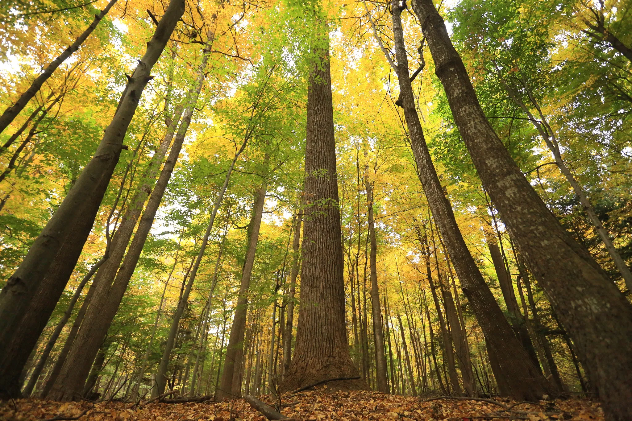 Explore Smith Woods