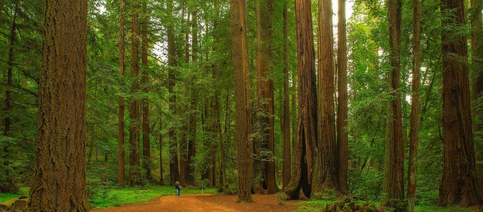 Redwood Grove Loop