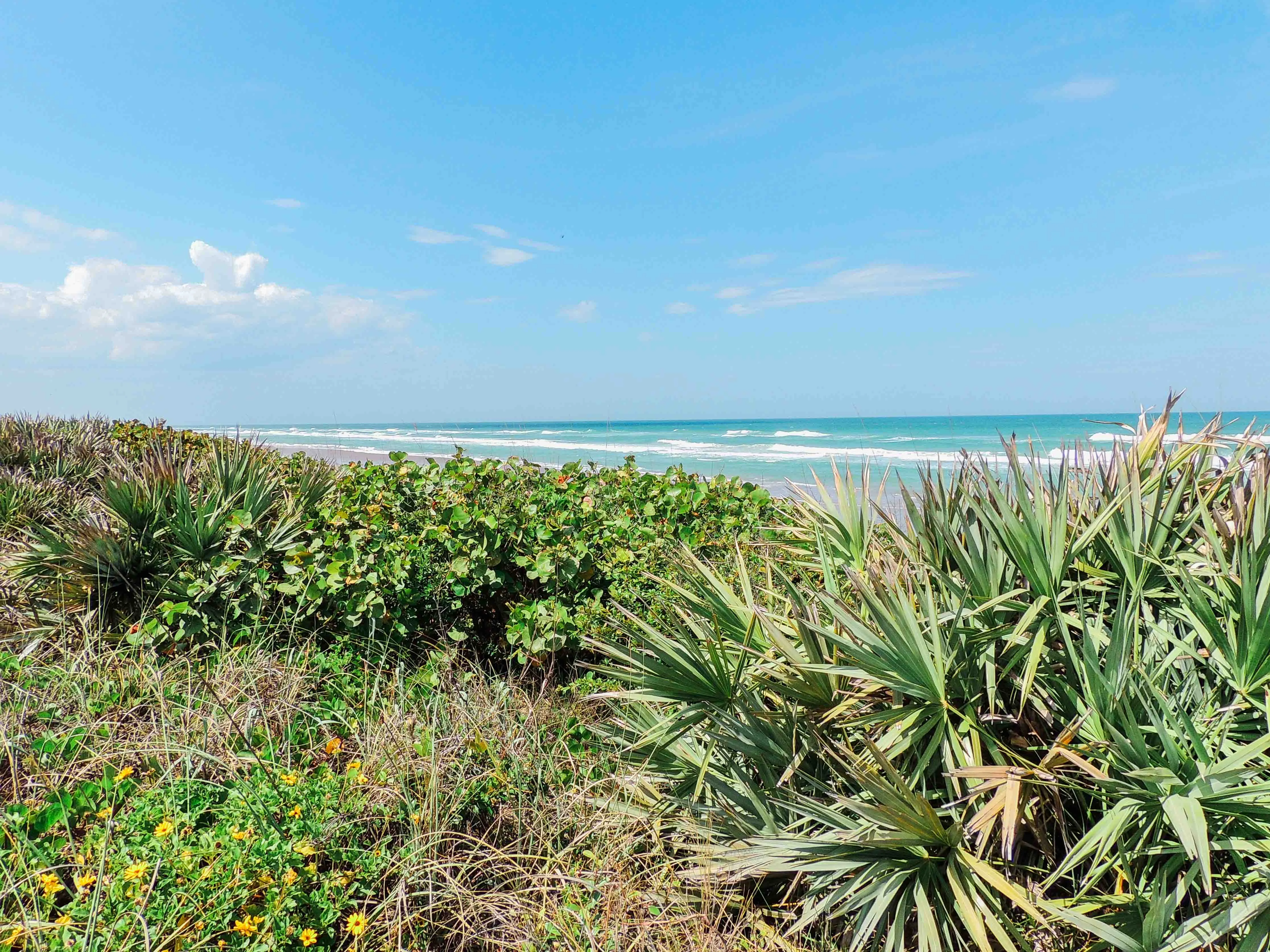 Hike Castle Windy Trail at Canaveral National Seashore