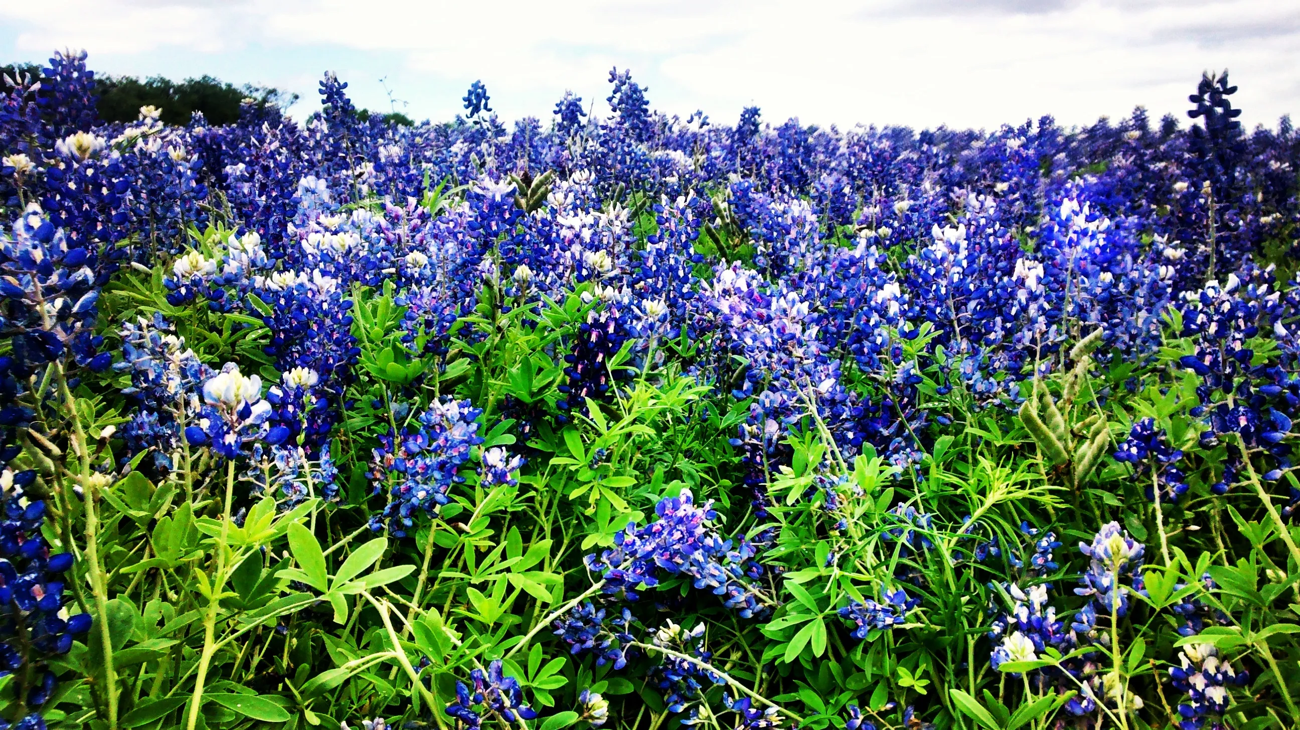 Muleshoe Bend Recreation Area