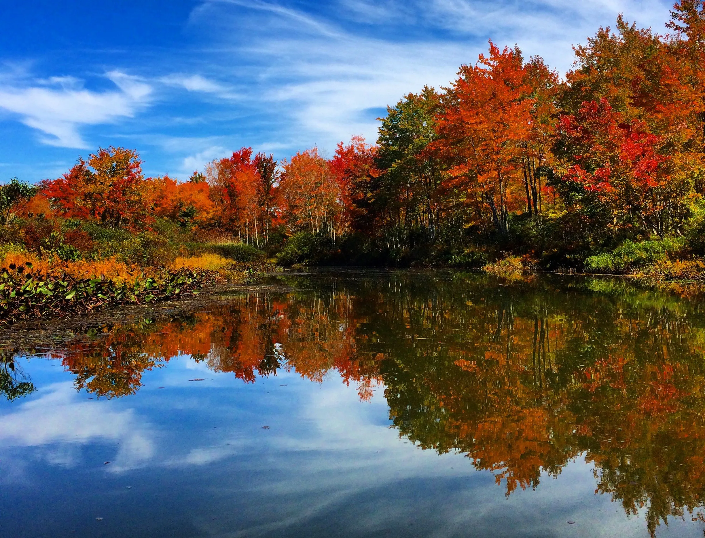 Paddle The Nine-Mile Swamp
