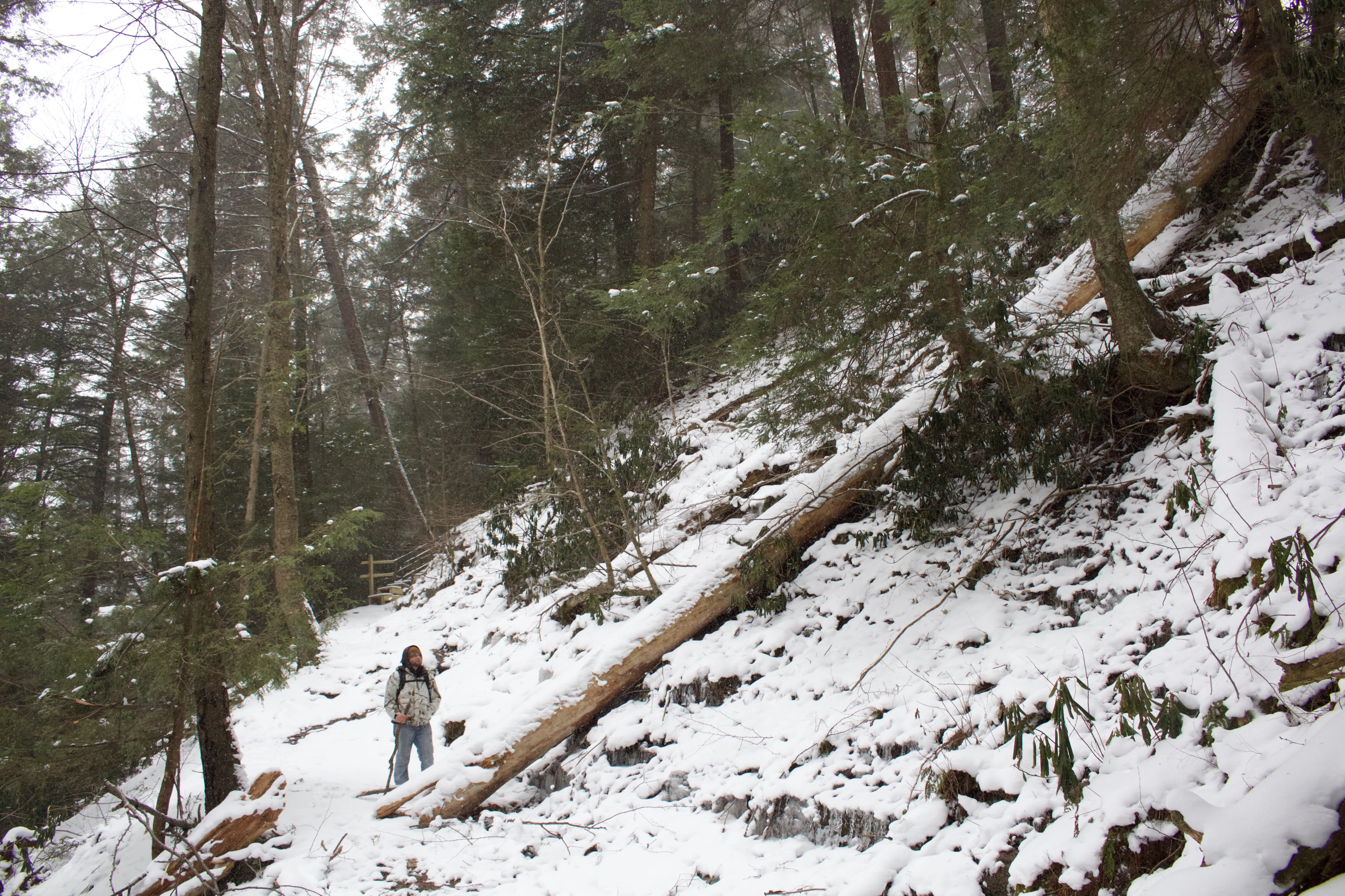 Hike the Seneca Trail in Cook Forest State Park