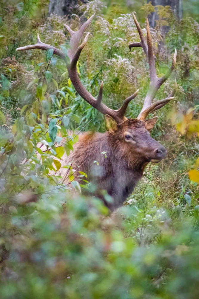 Photograph Elk at the Elk Country Visitor Center