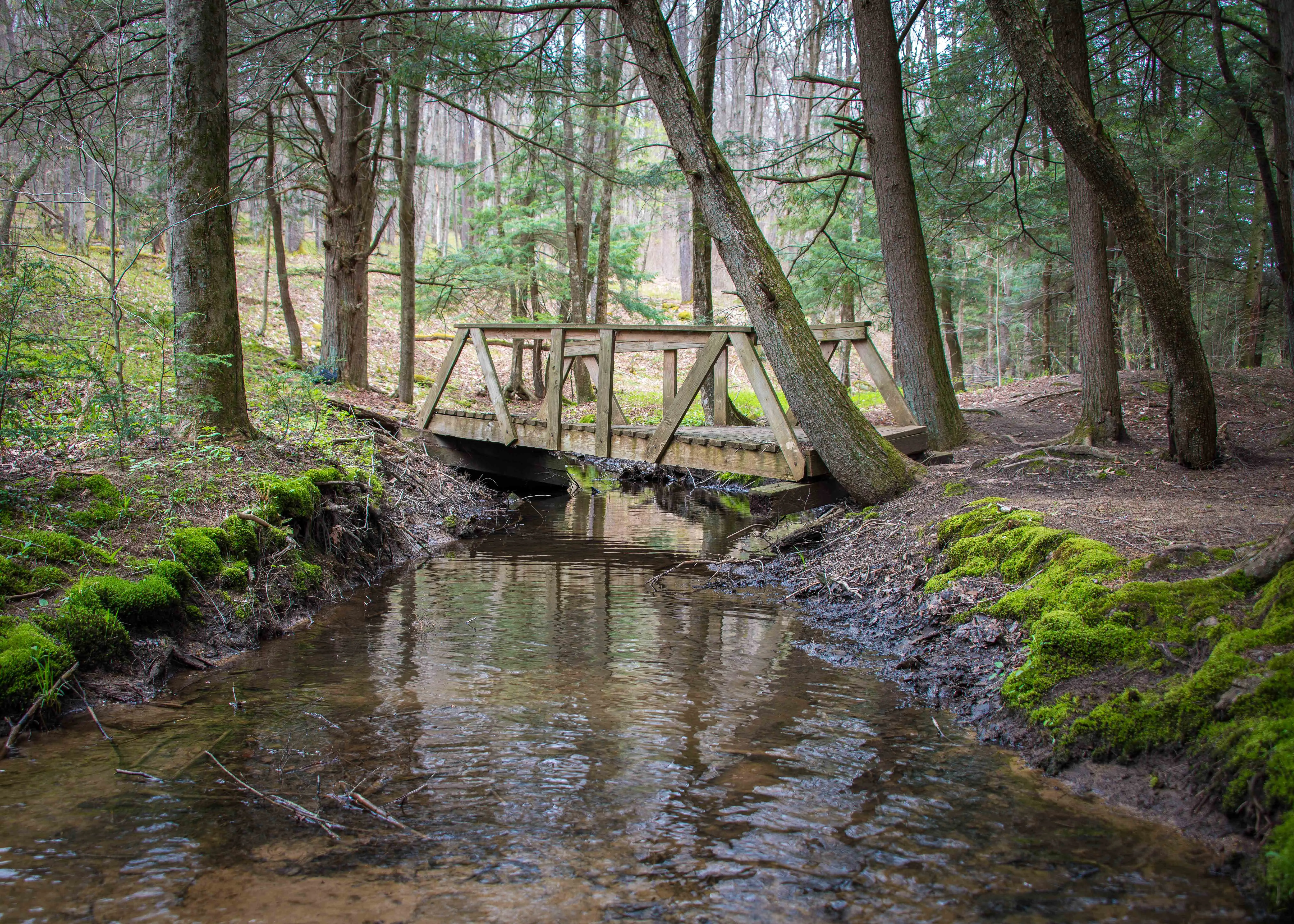 Hike the Minister Creek Trail