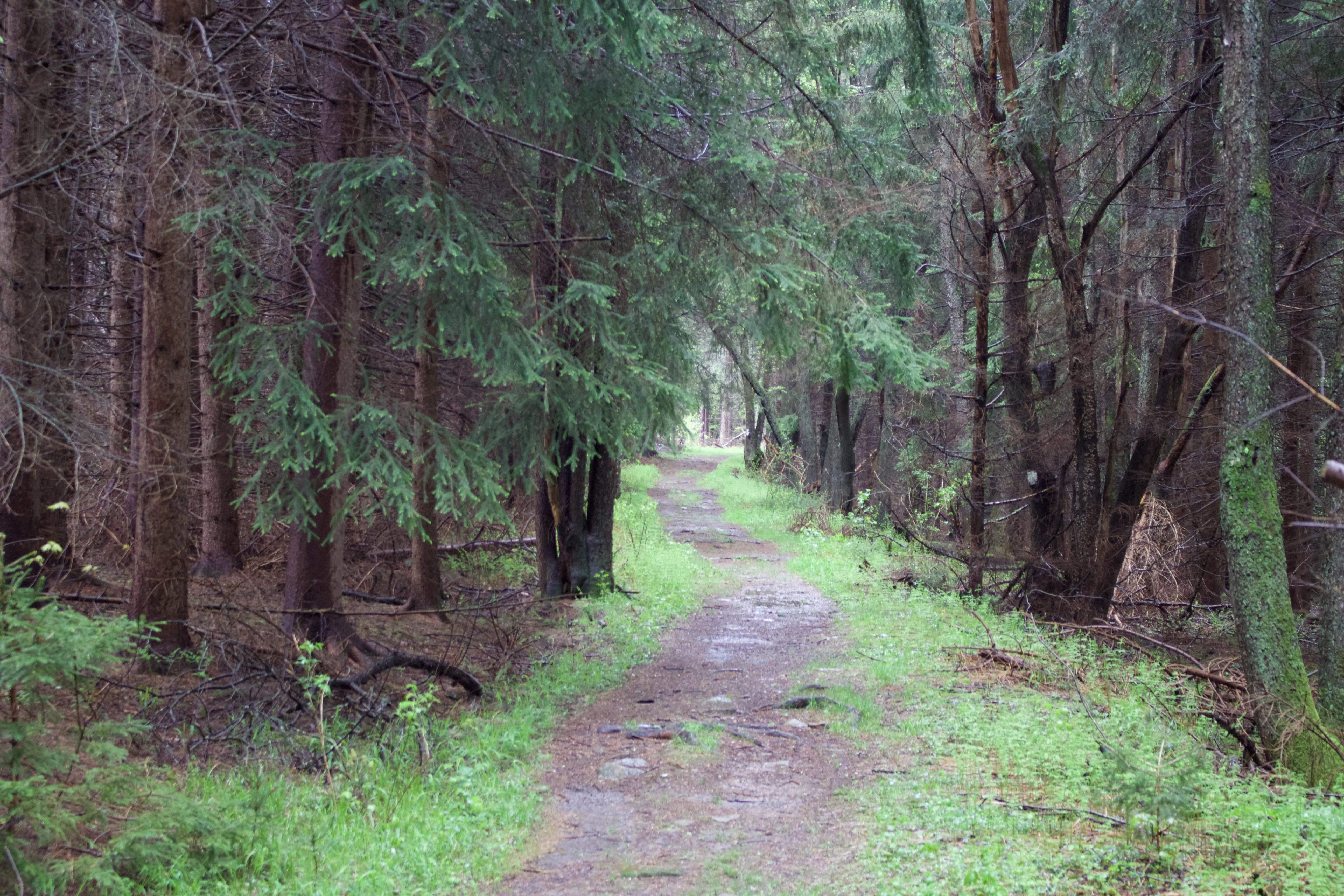 Hike the Herrington Manor/Swallow Falls Trail