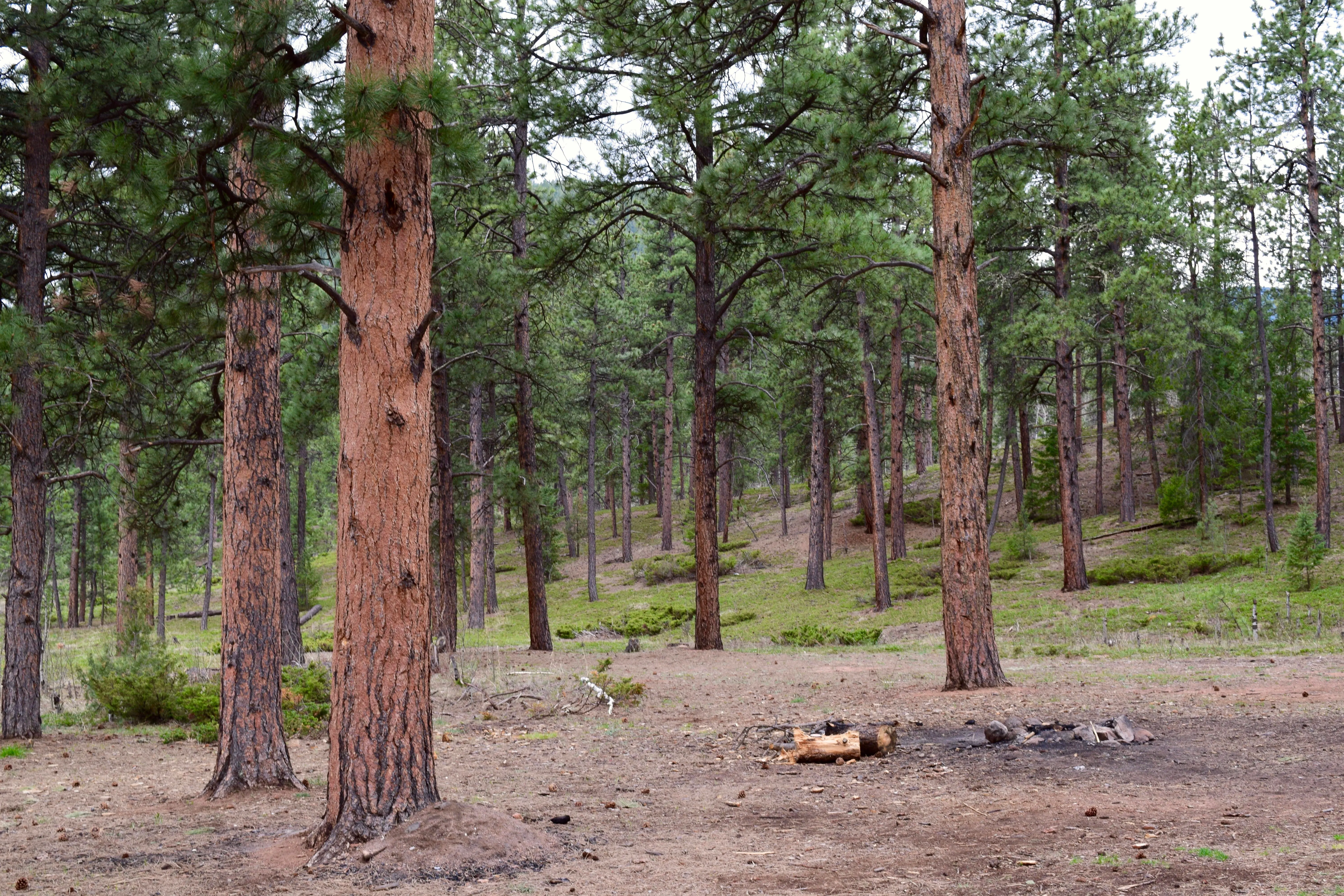Dispersed Camp at the Buffalo Creek Area in Pike National Forest