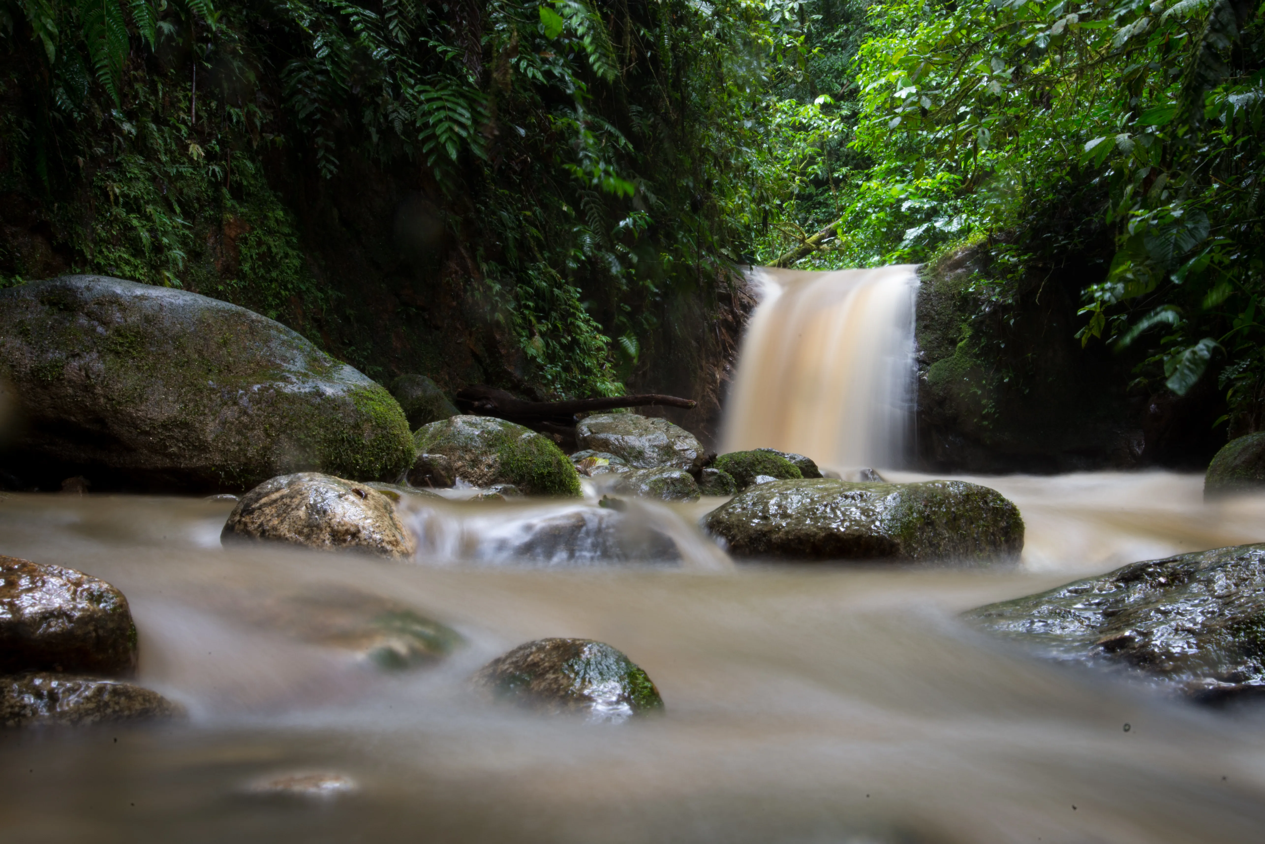 Explore La Chimosa in Podocarpus National Park