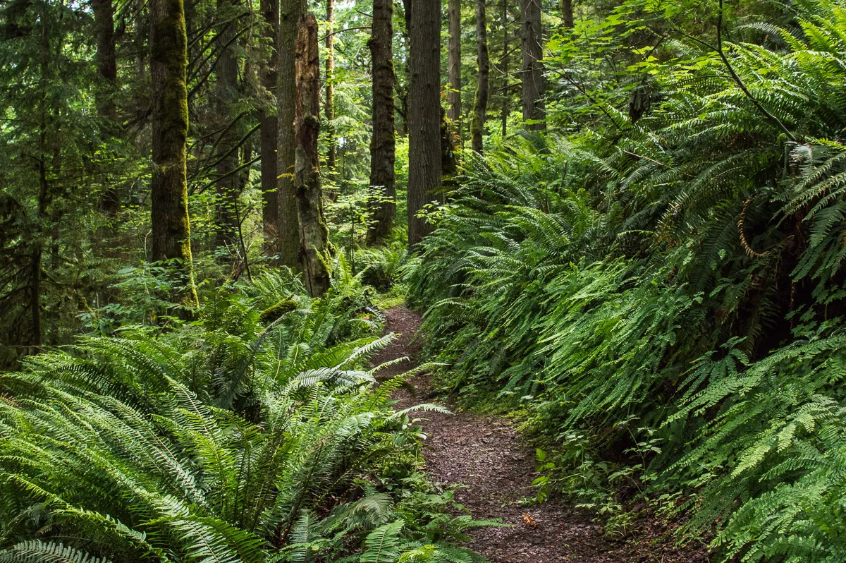 Far County Falls via Licorice Fern Trail