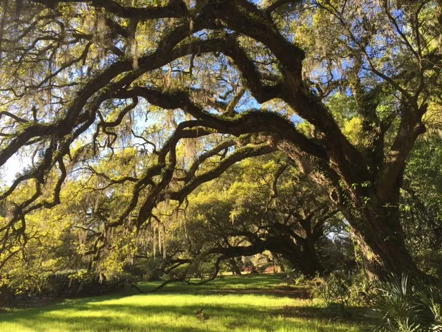 Magnolia Plantation and Gardens
