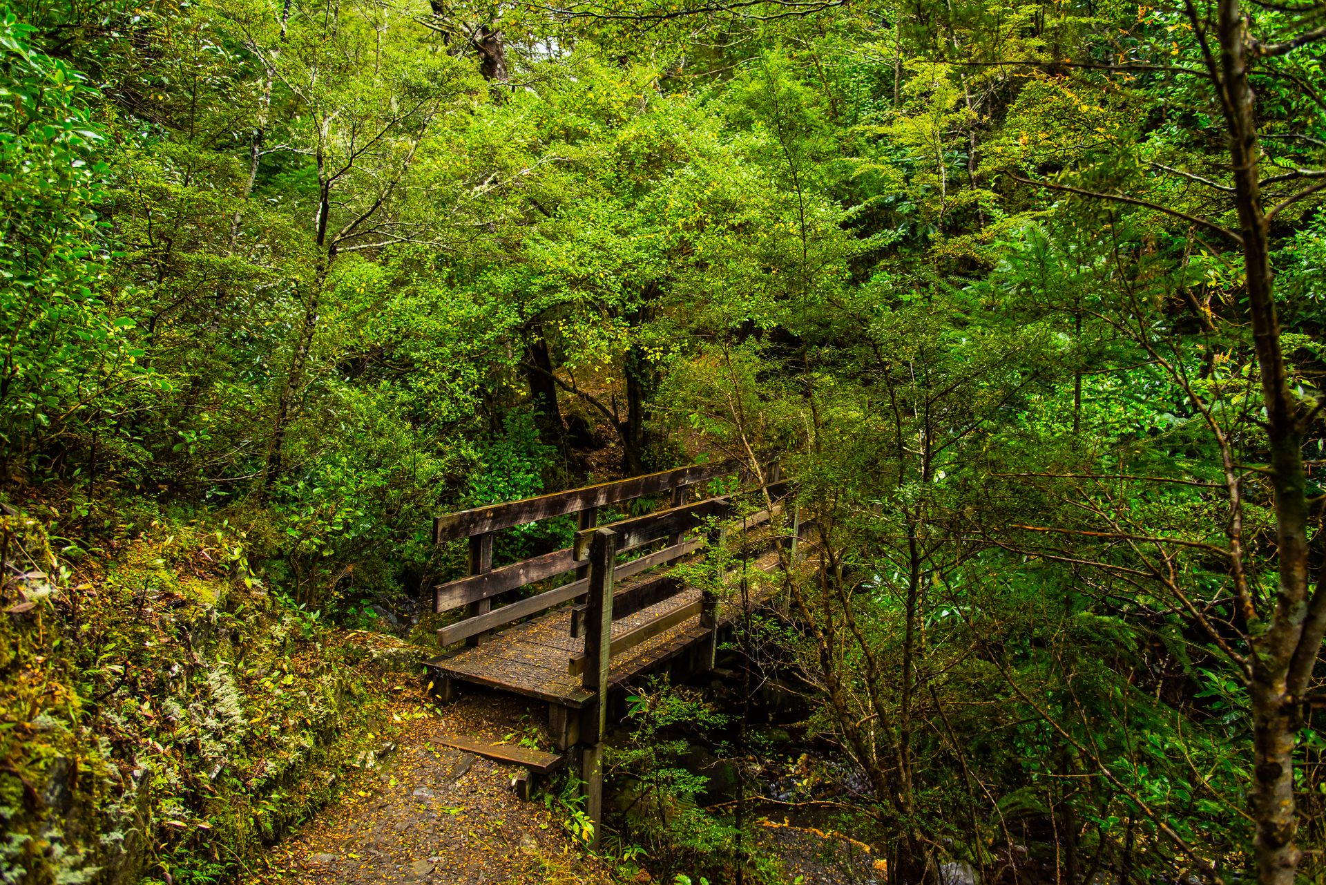 Hike the Waterfall Track, New Zealand | The Outbound