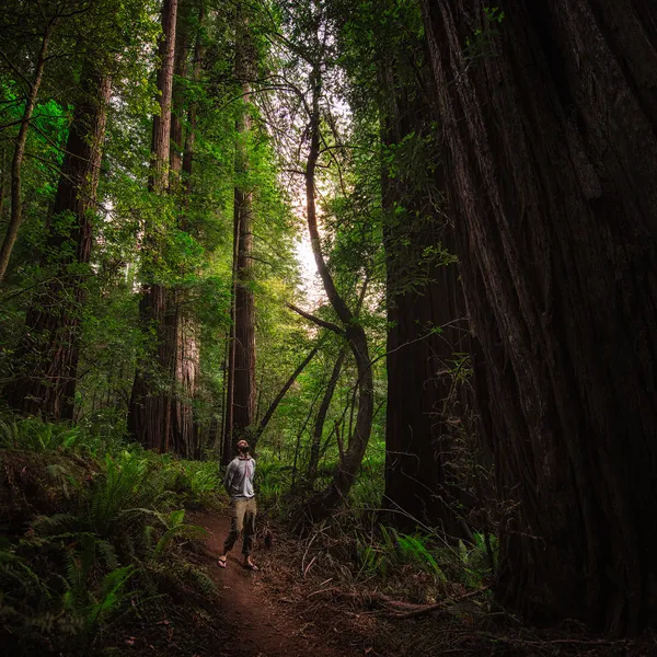 5 Must-Do Hikes in the California Redwoods