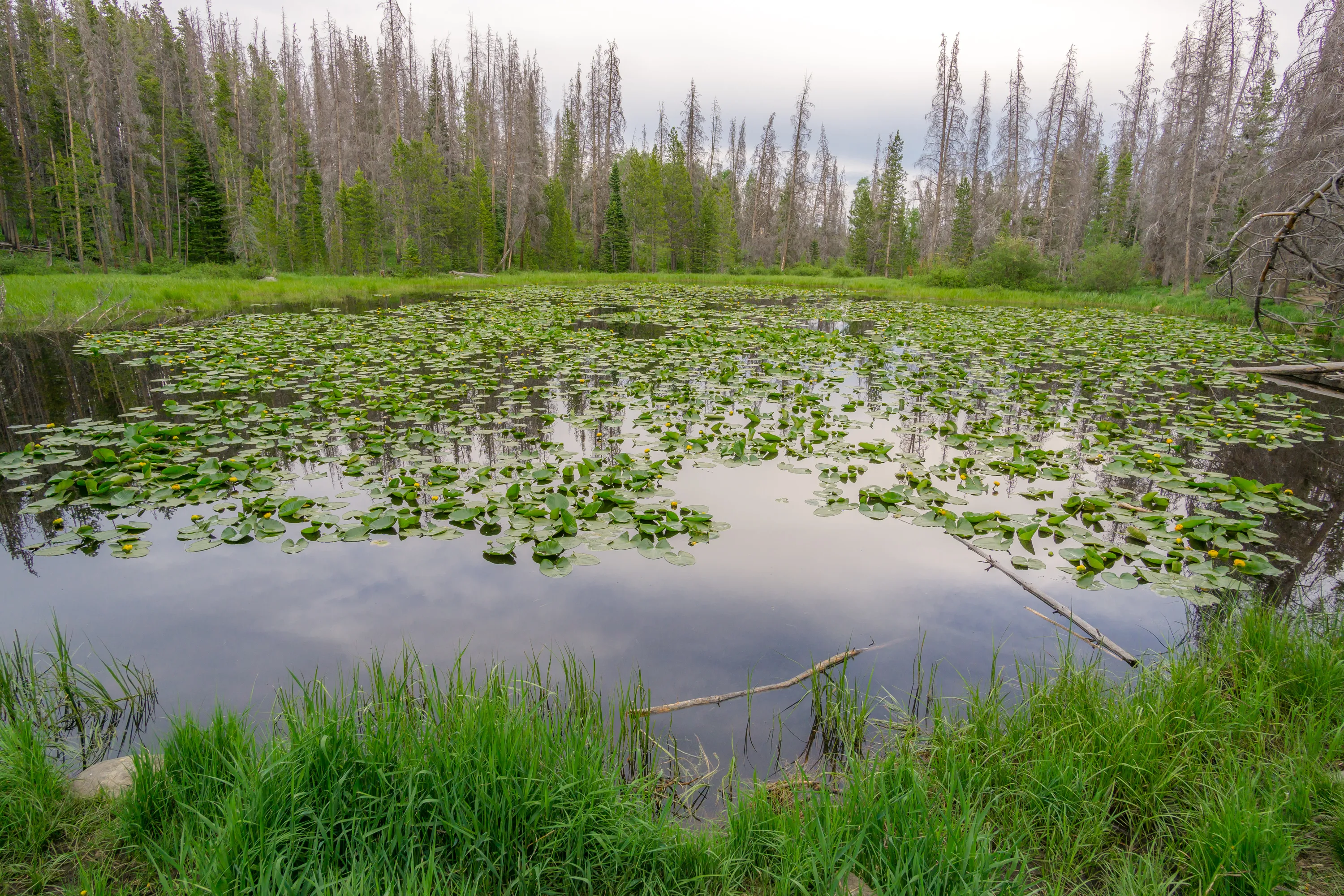 Lily Pad Lake