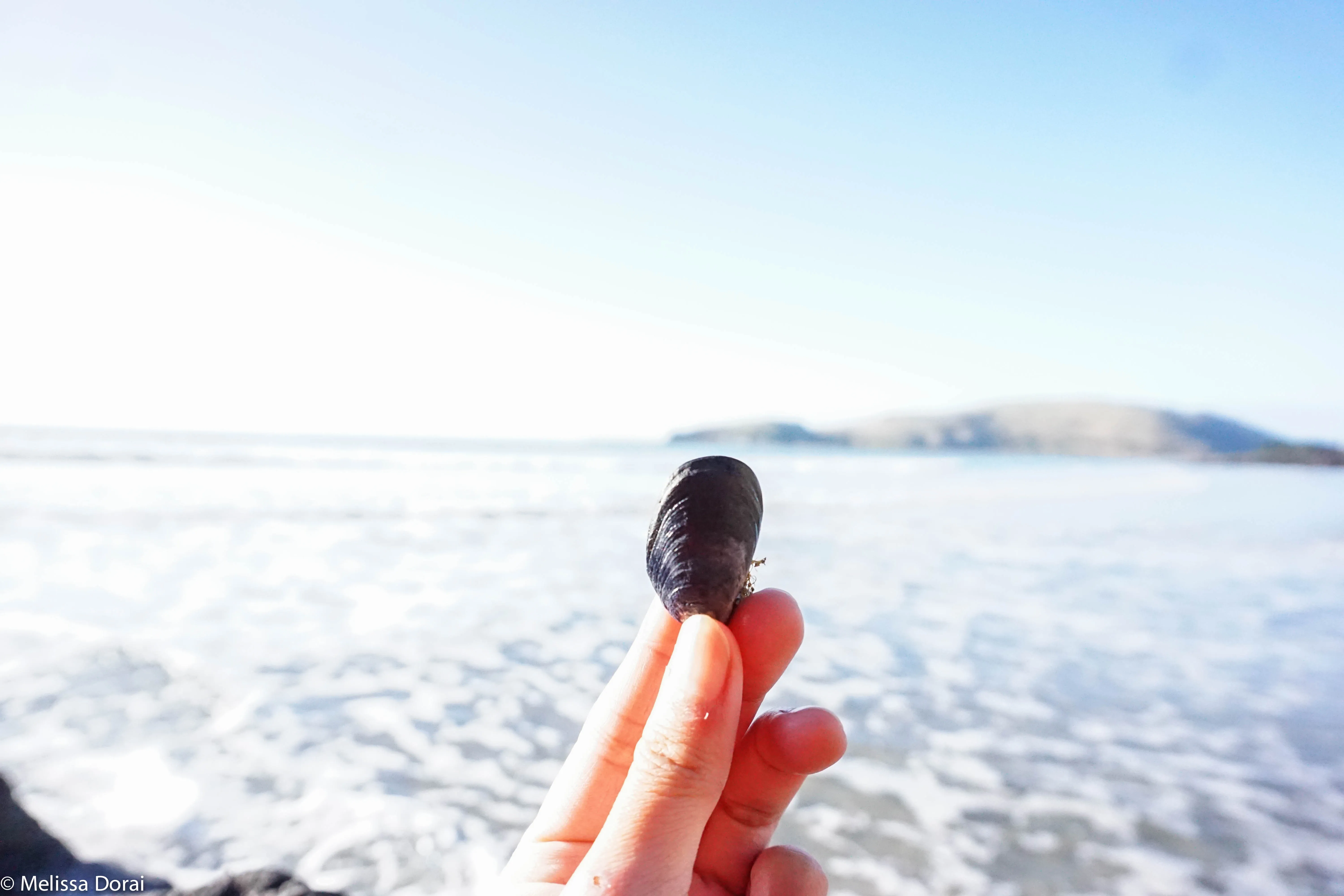 Hunt for Mussels in Aramoana