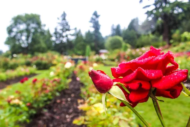 International Rose Test Garden